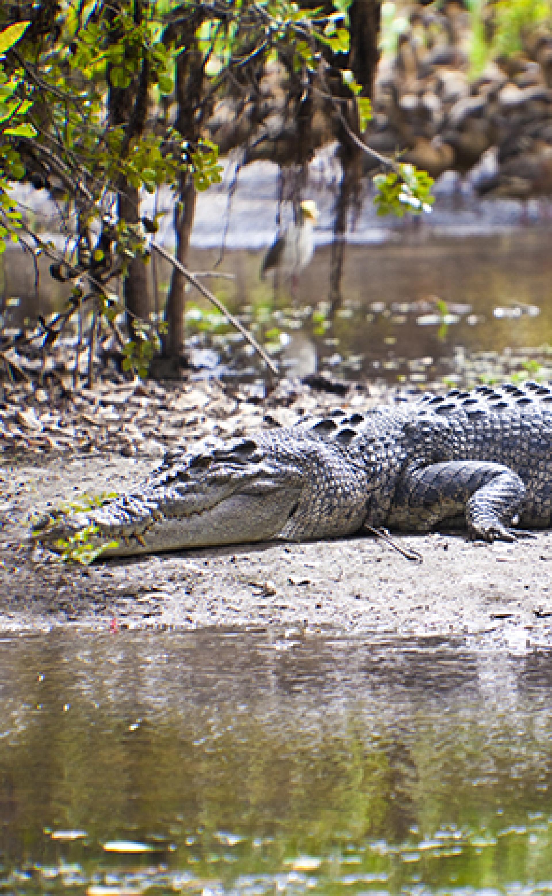 Wildlife_Saltwater_crocodile5_296x480