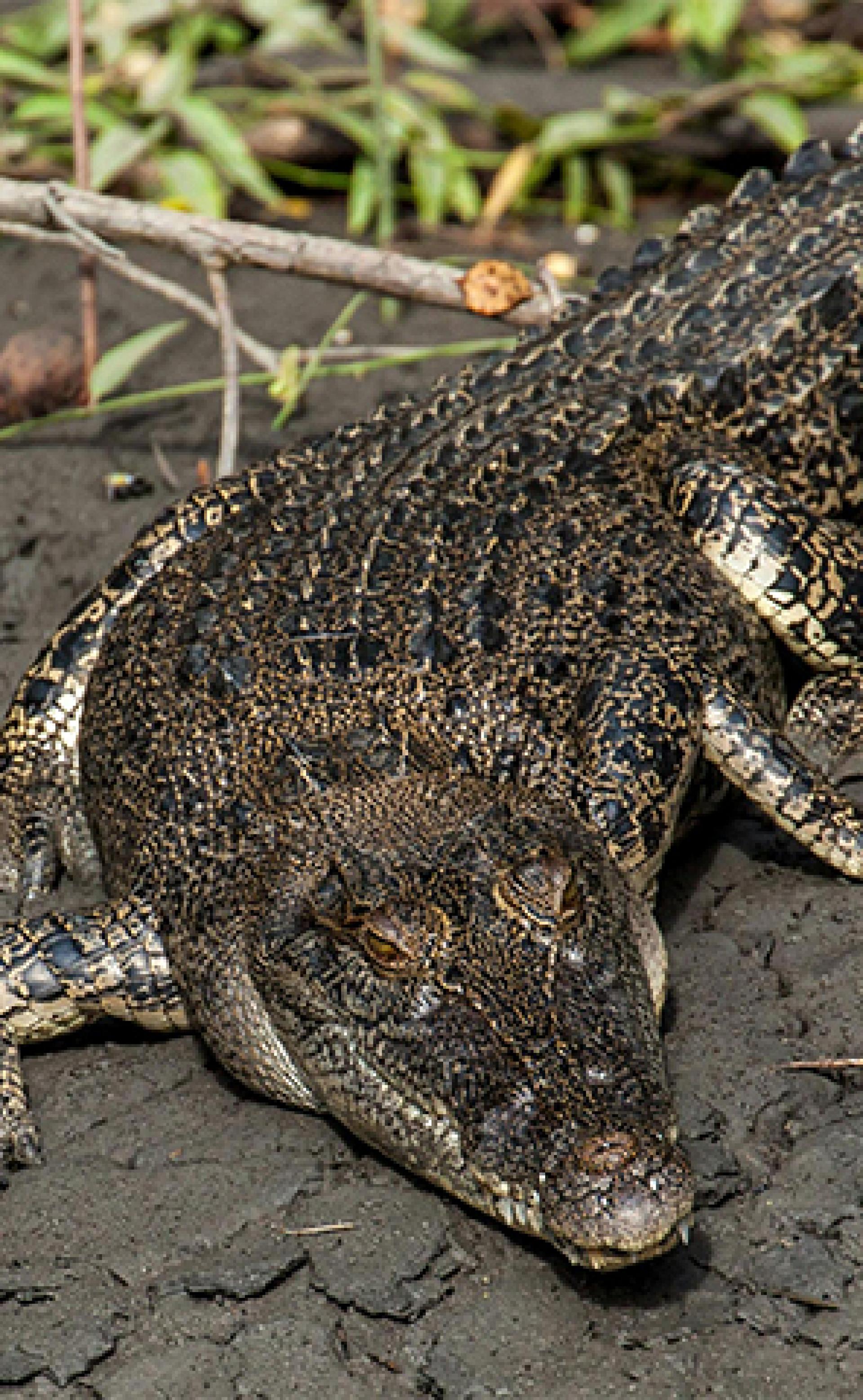 Wildlife_Saltwater_crocodile4_296x480