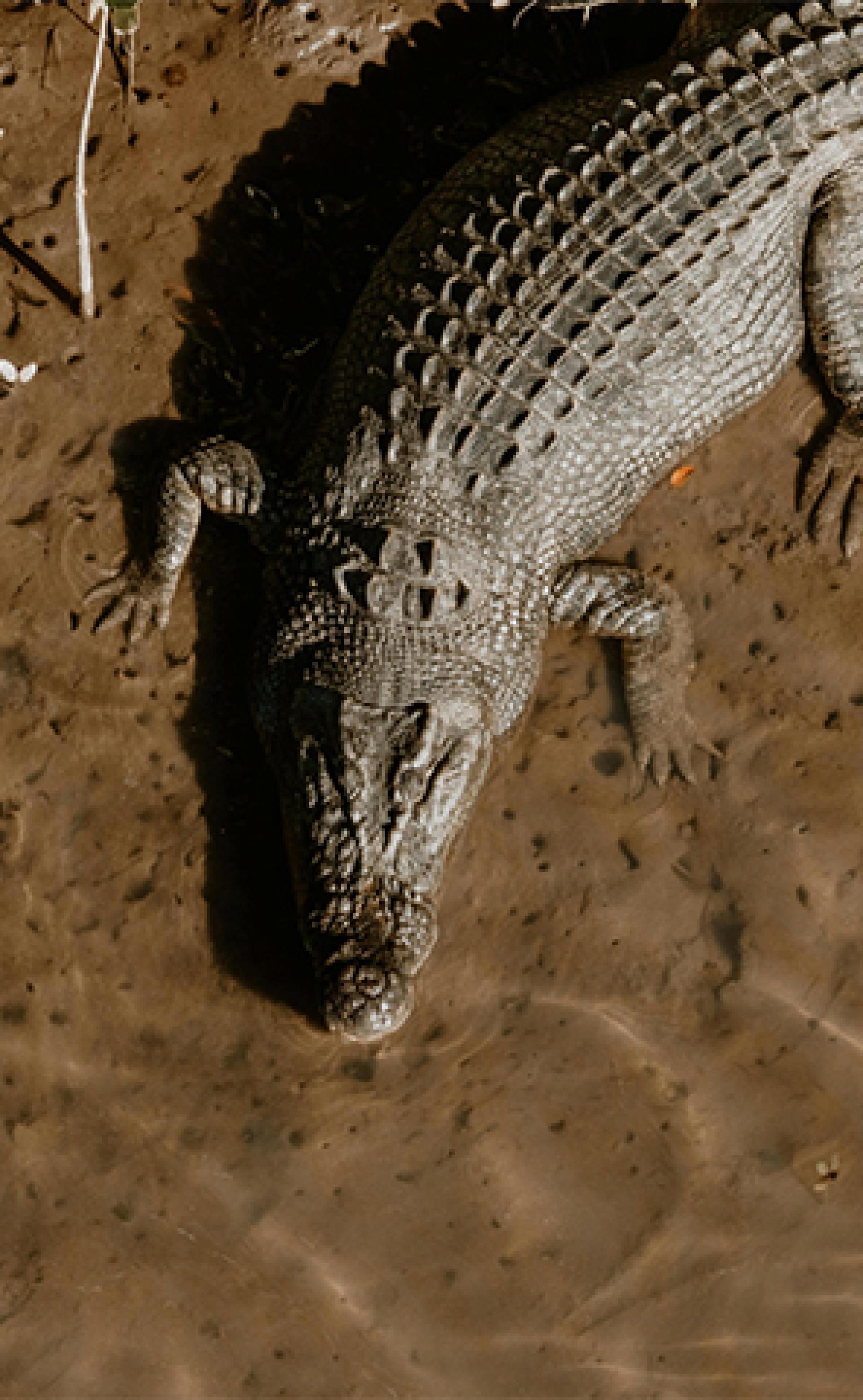 Wildlife_Saltwater_crocodile3_296x480