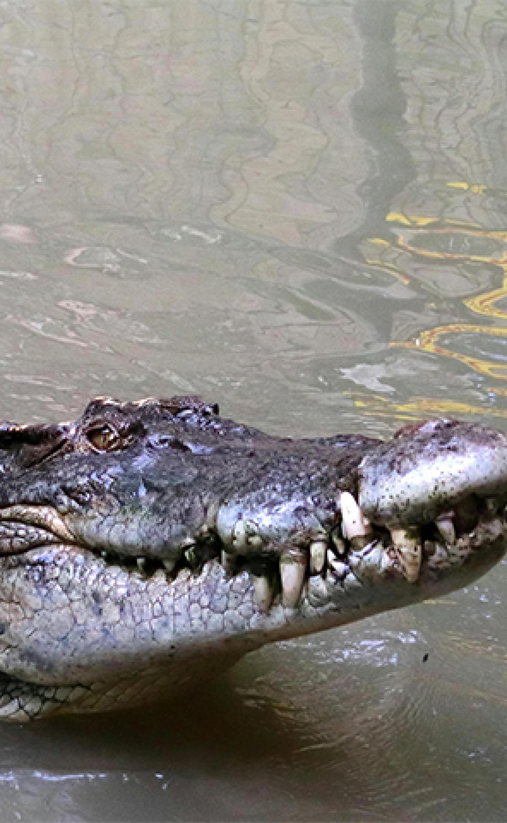Wildlife_Saltwater_crocodile2_296x480