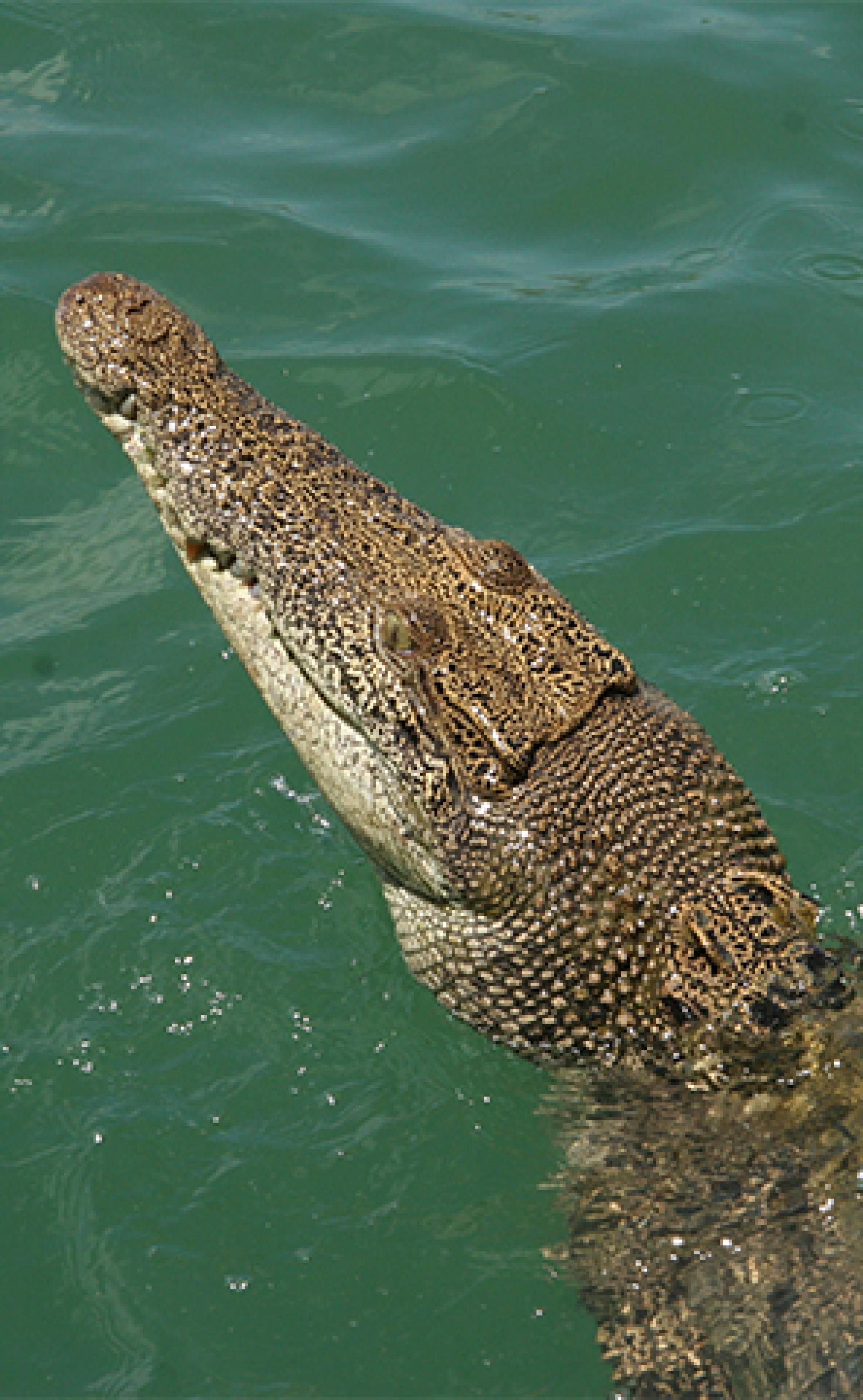 Wildlife_Saltwater_crocodile1_296x480