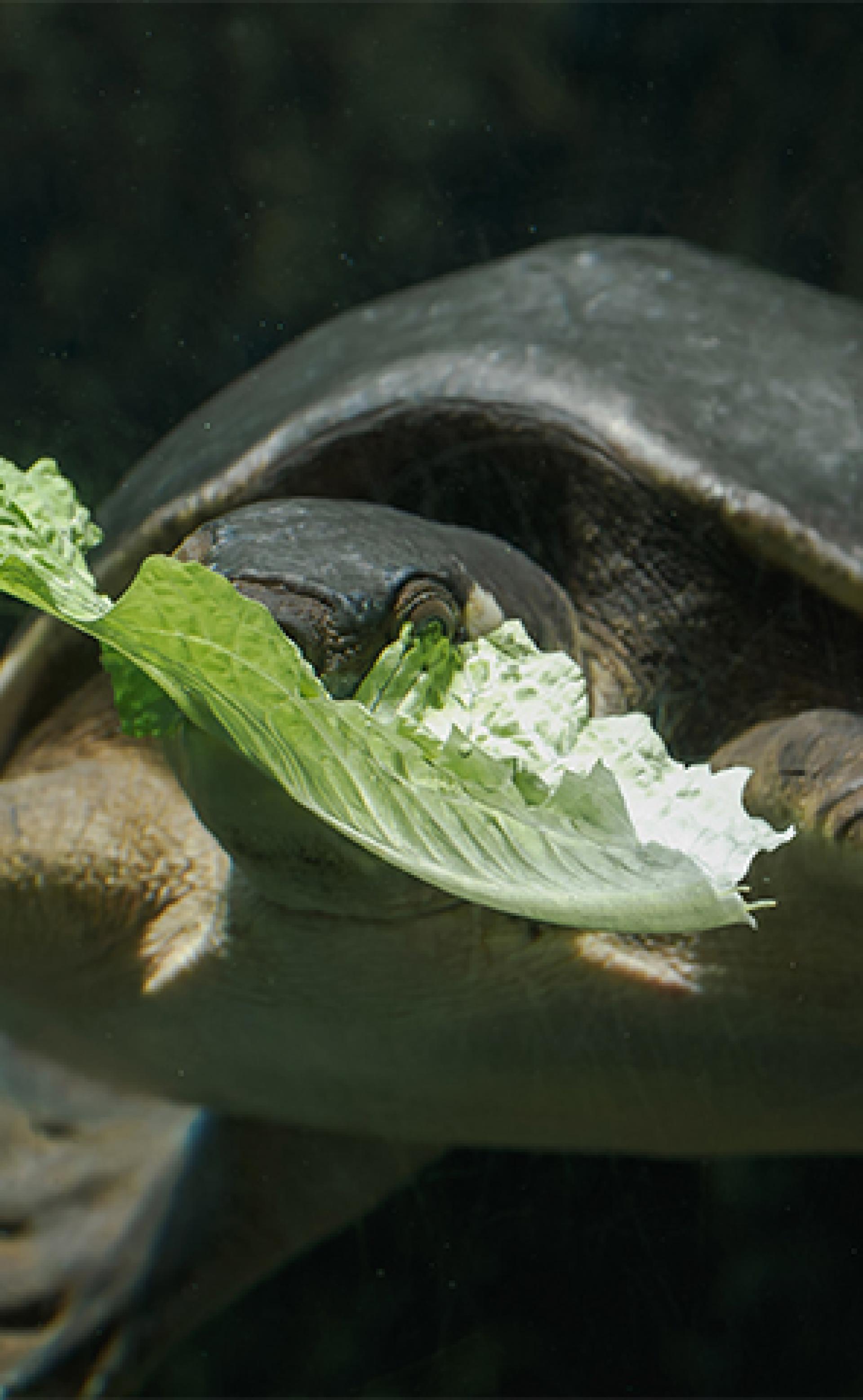 Wildlife_Flatback-sea-turtle-5_296x480