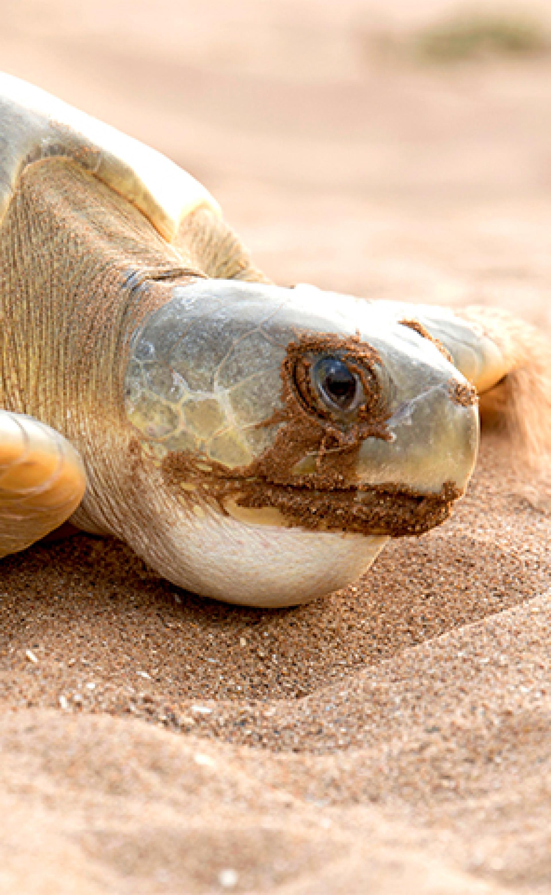 Wildlife_Flatback-sea-turtle-4_296x480