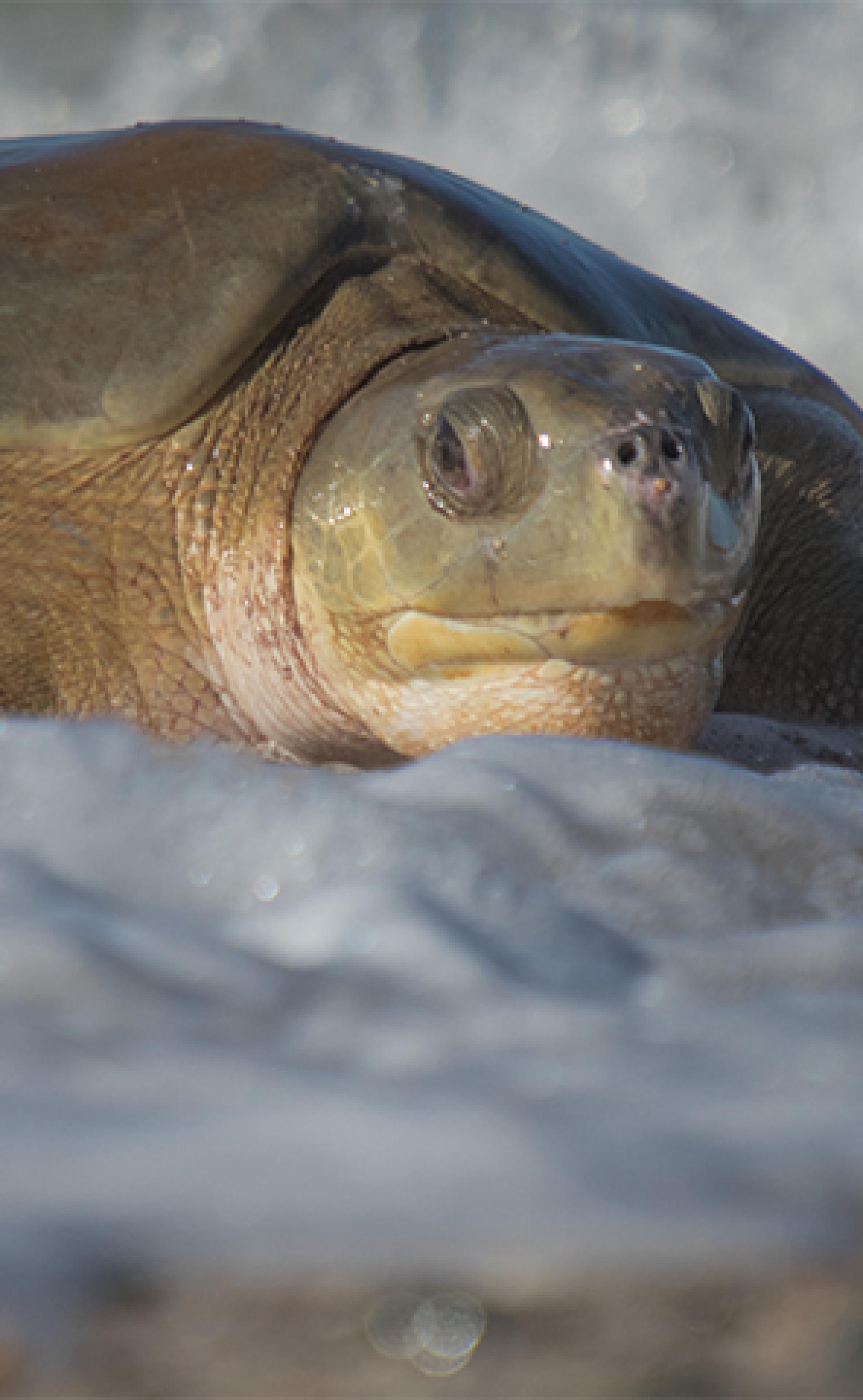 Wildlife_Flatback-sea-turtle-3_296x480