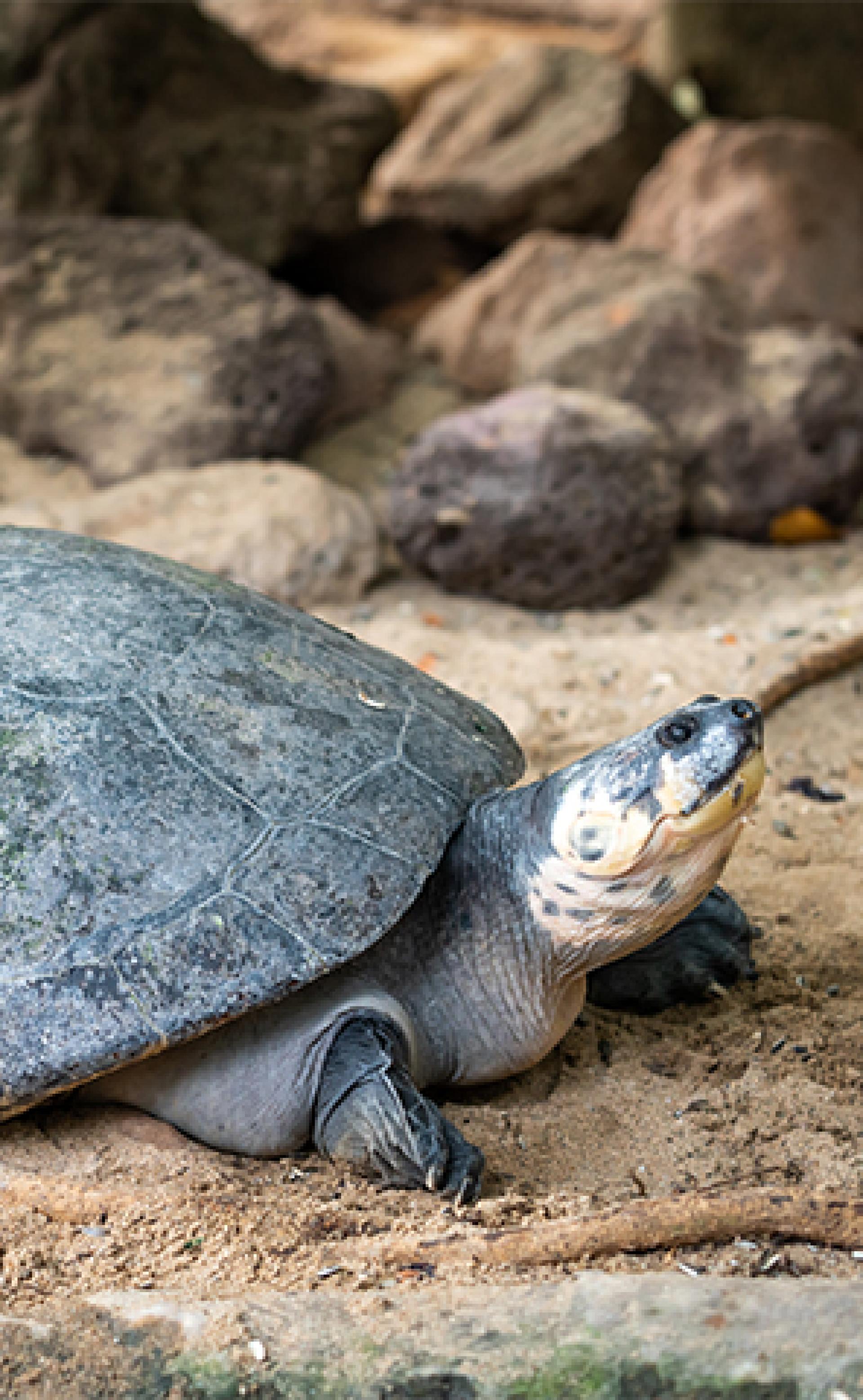 Wildlife_Flatback-sea-turtle-2_296x480
