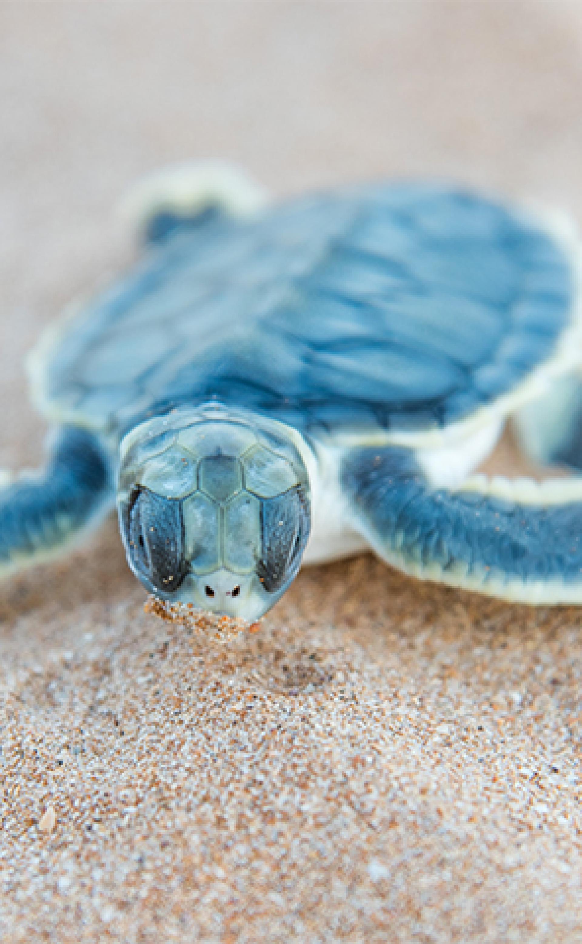 Wildlife_Flatback-sea-turtle-1_296x480