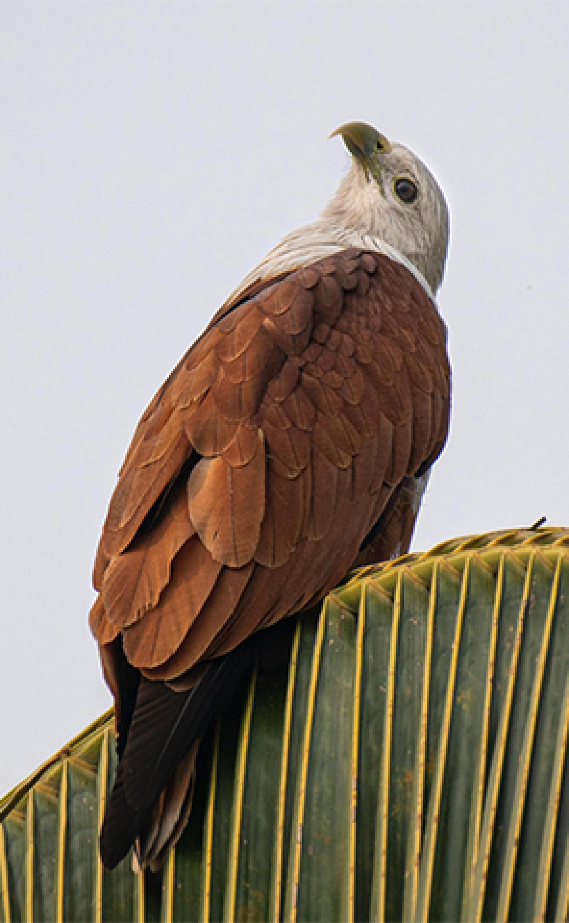Wildlife_Brahminy_kite5_296x480