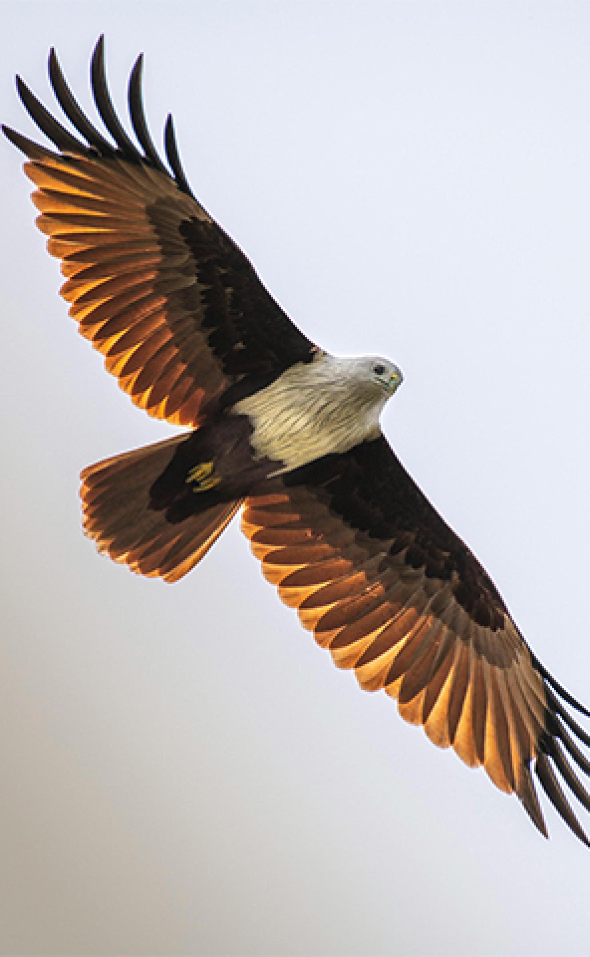 Wildlife_Brahminy_kite4_296x480
