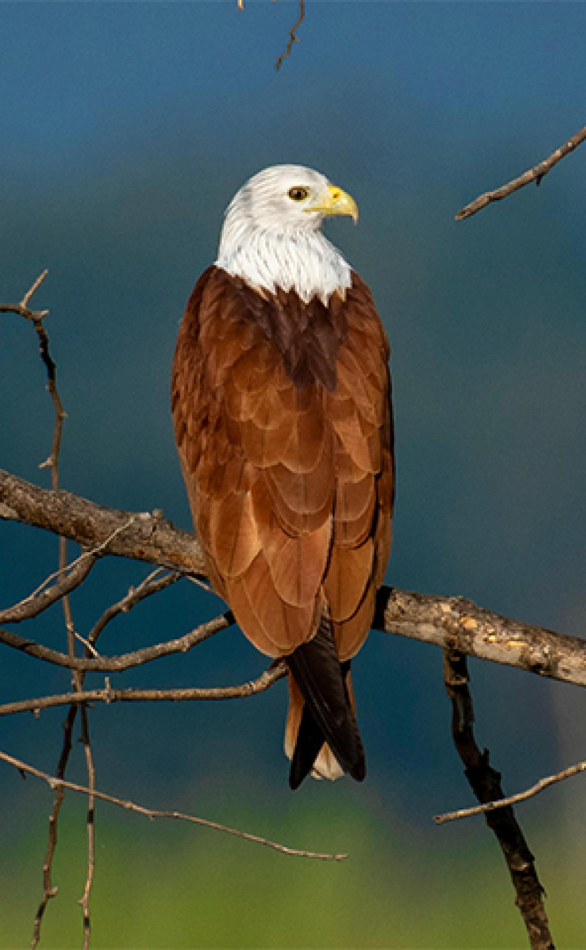Wildlife_Brahminy_kite3_296x480