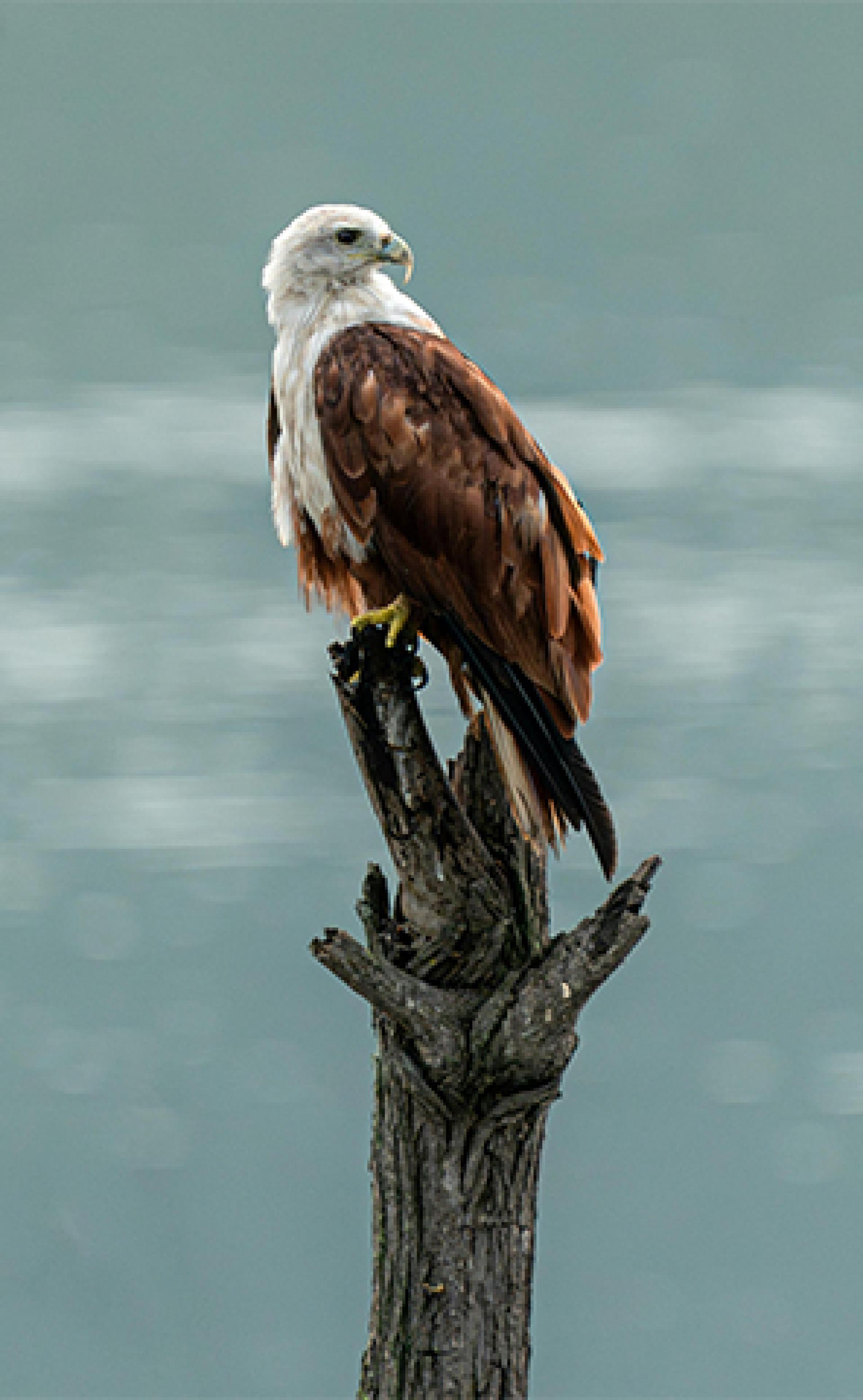 Wildlife_Brahminy_kite2_296x480