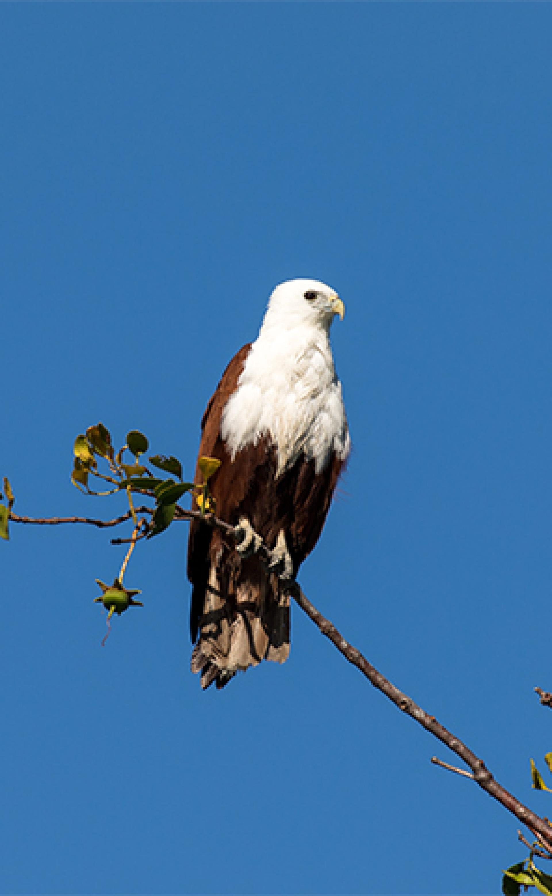 Wildlife_Brahminy_kite1_296x480