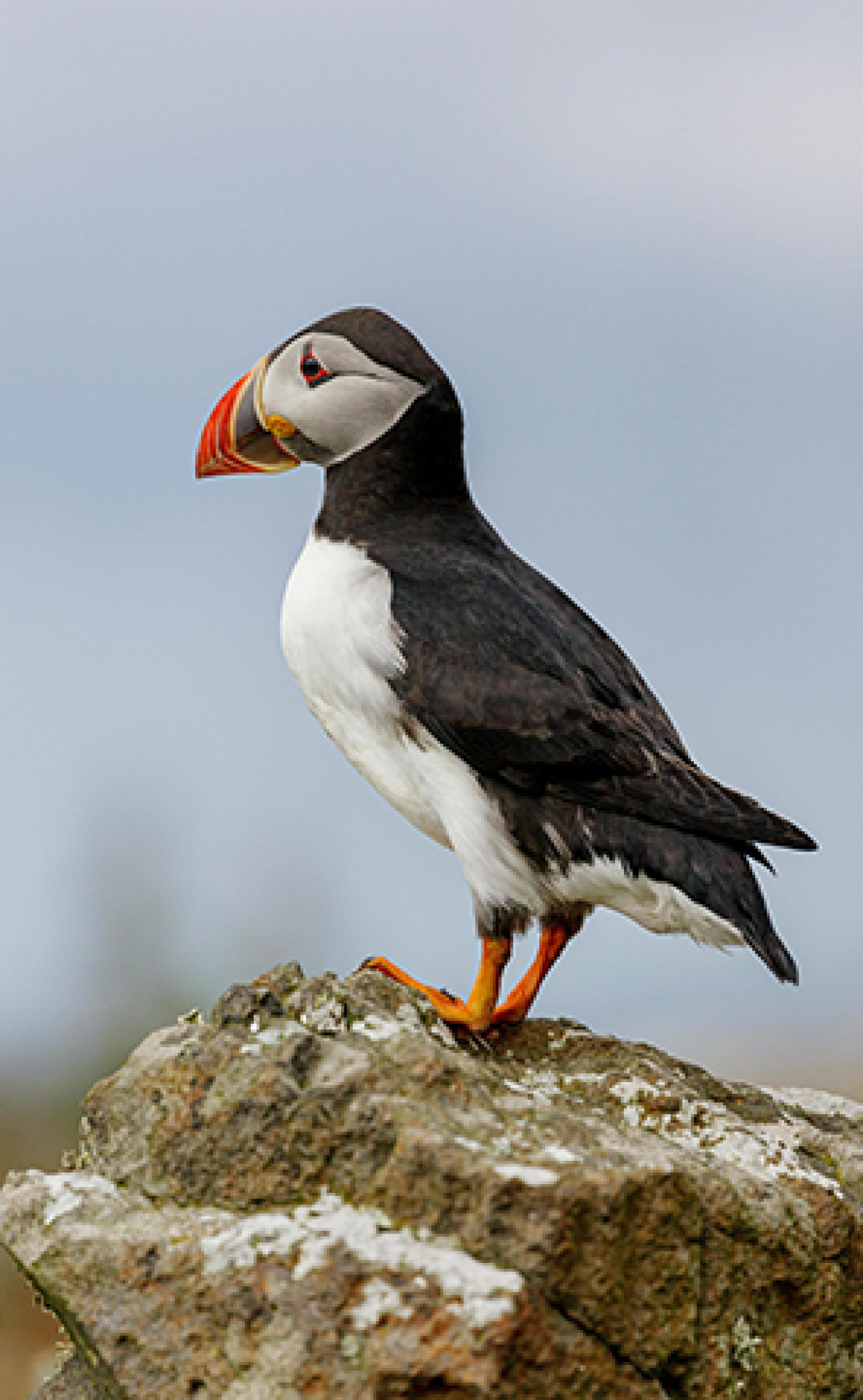 Wildlife_Atlantic_puffin5_296x480