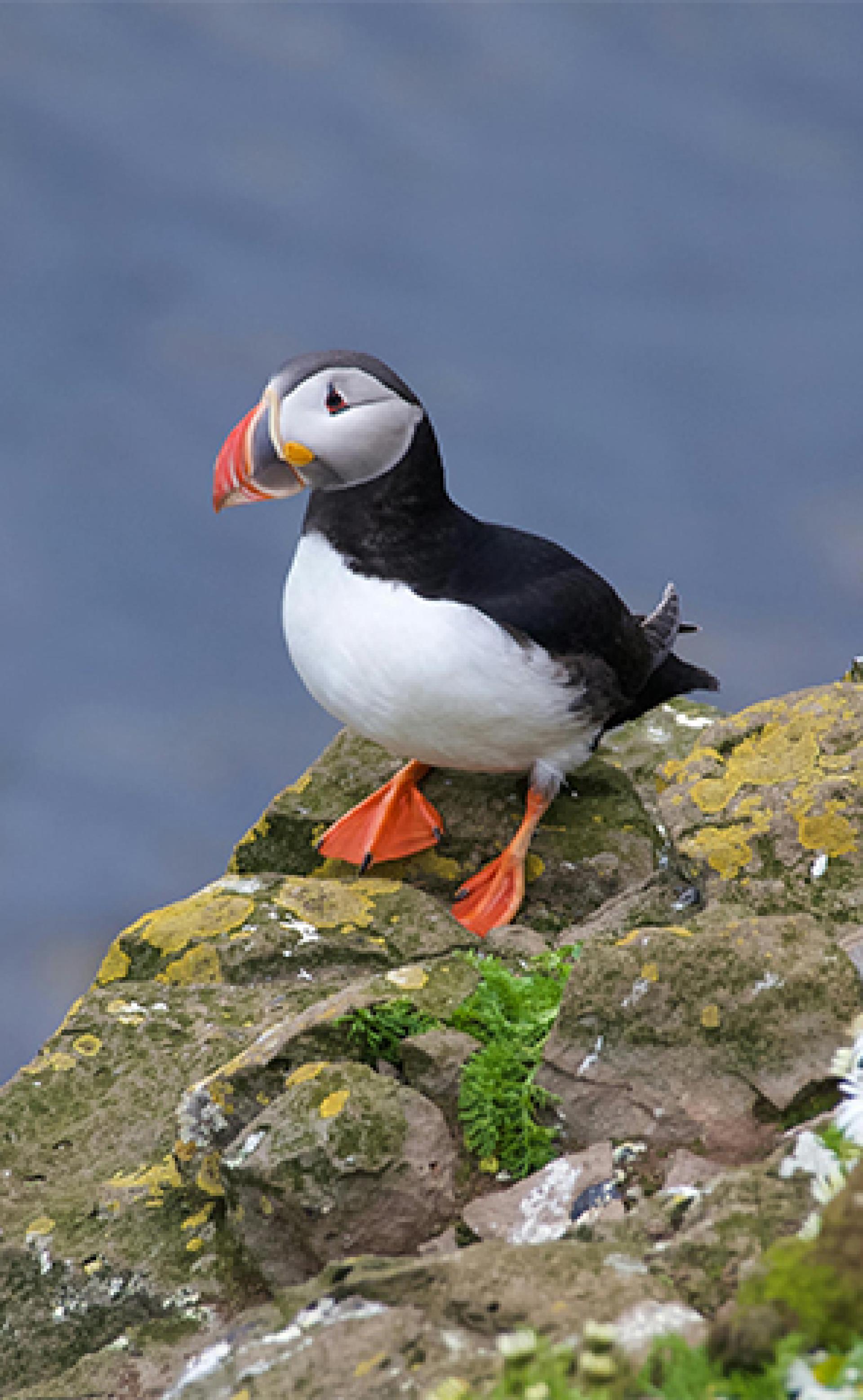 Wildlife_Atlantic_puffin4_296x480