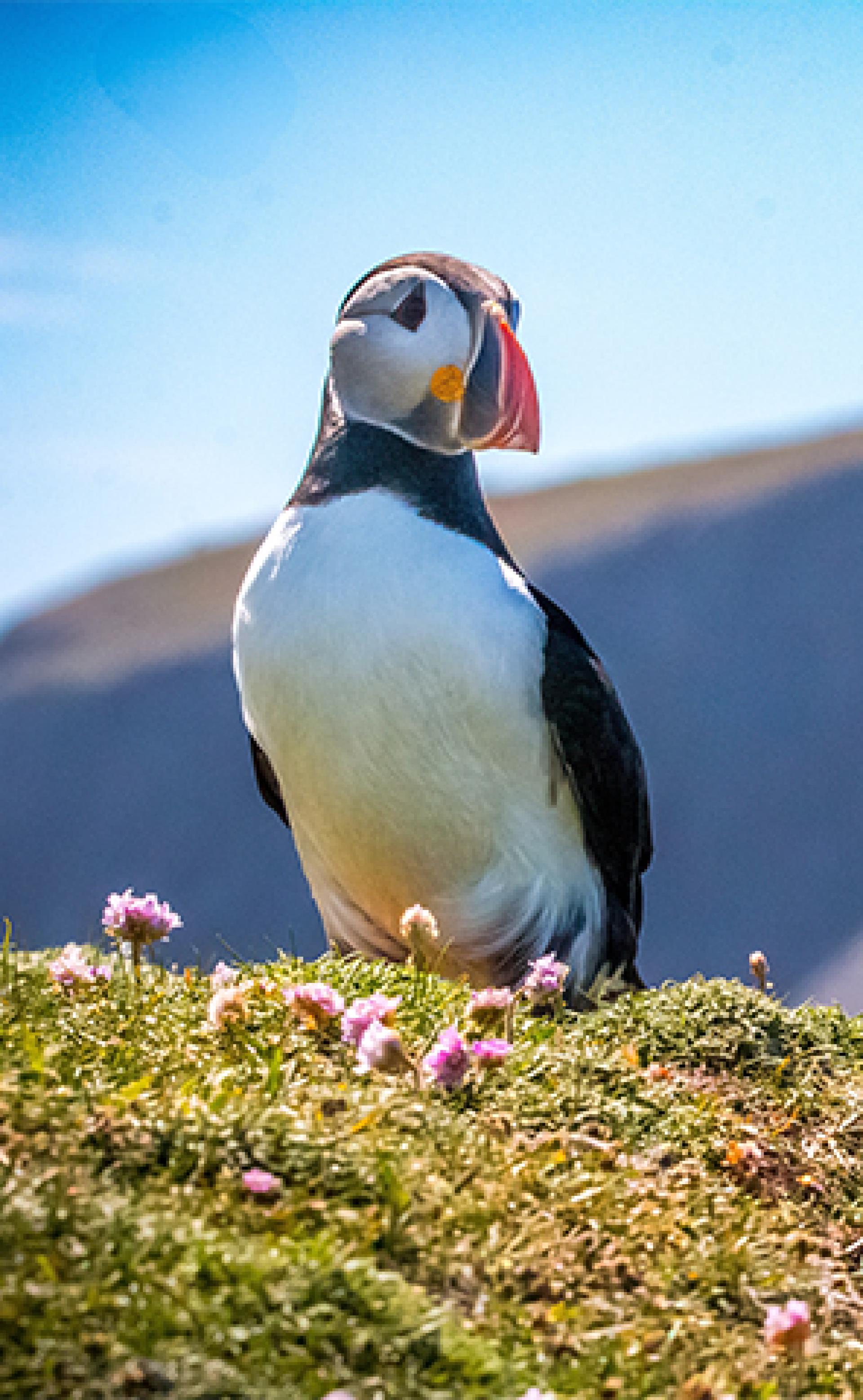 Wildlife_Atlantic_puffin3_296x480