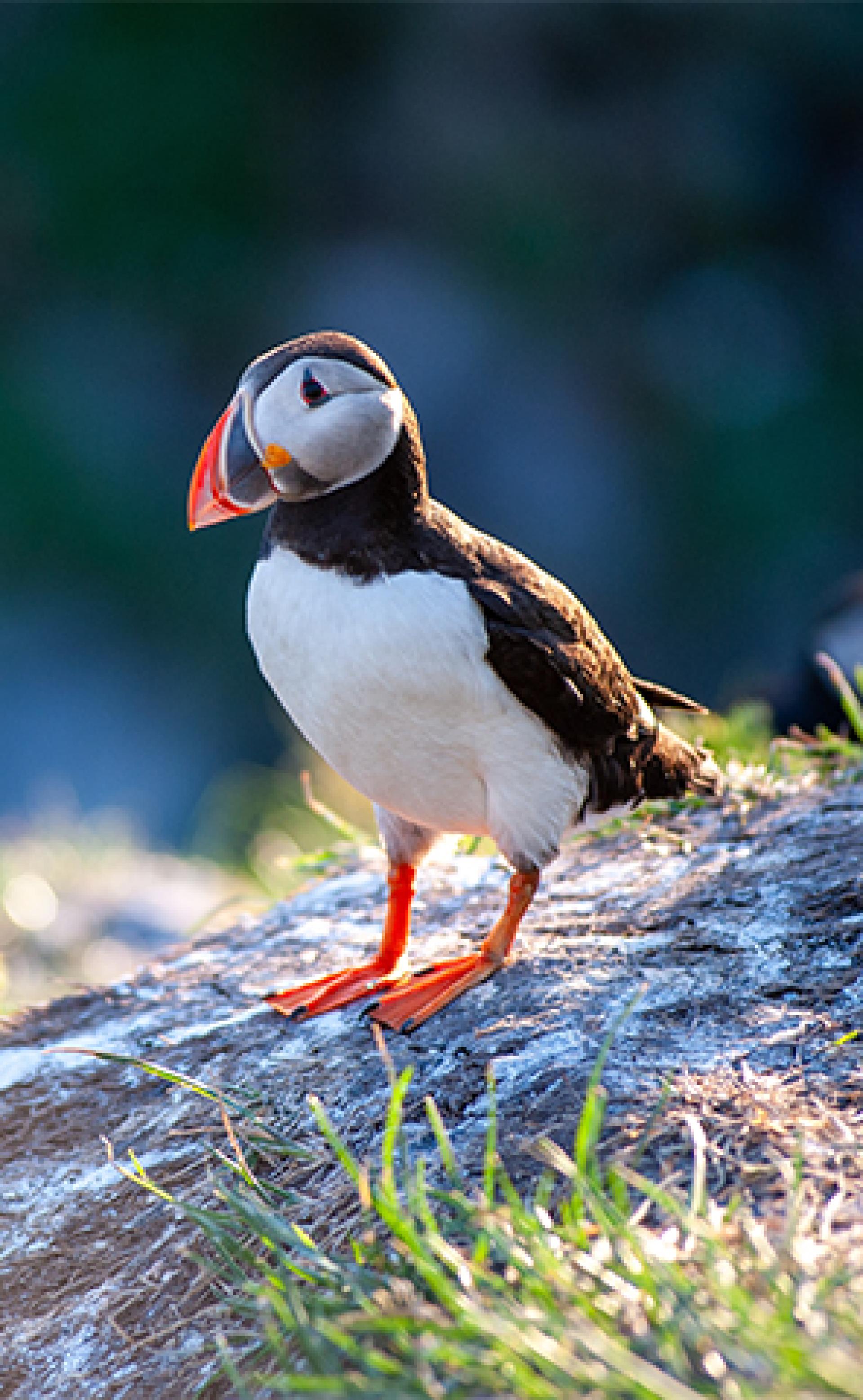 Wildlife_Atlantic_puffin2_296x480