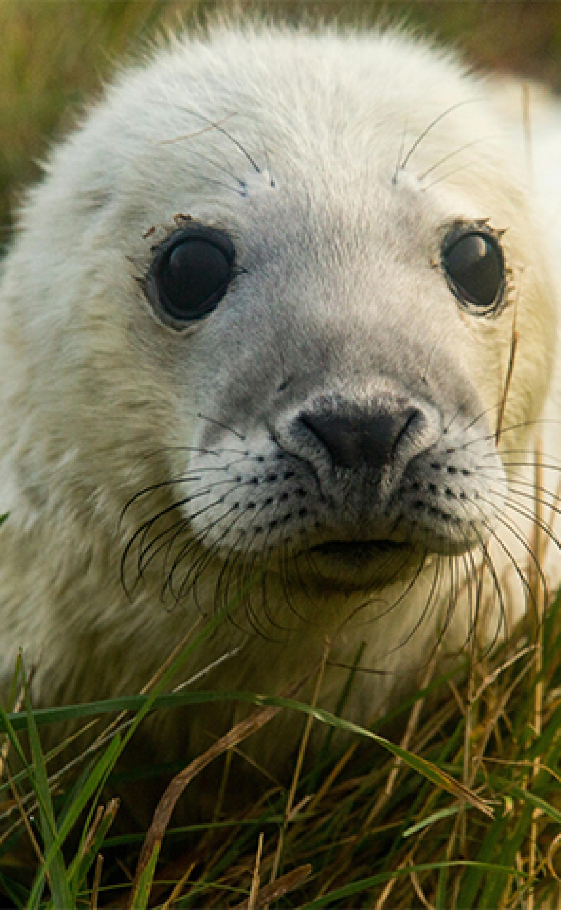 Wildlife_Grey_seal5_296x480