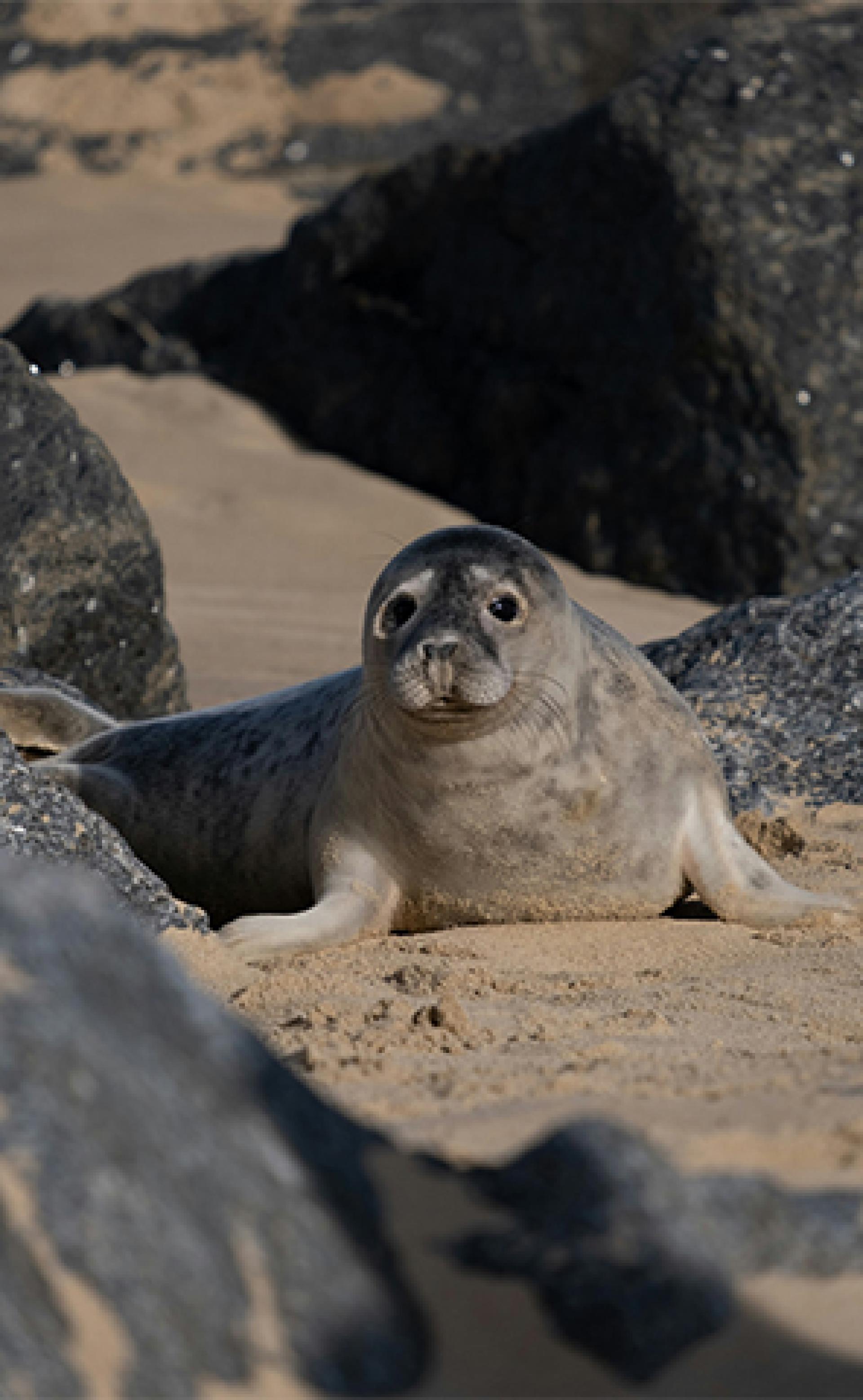 Wildlife_Grey_seal4_296x480