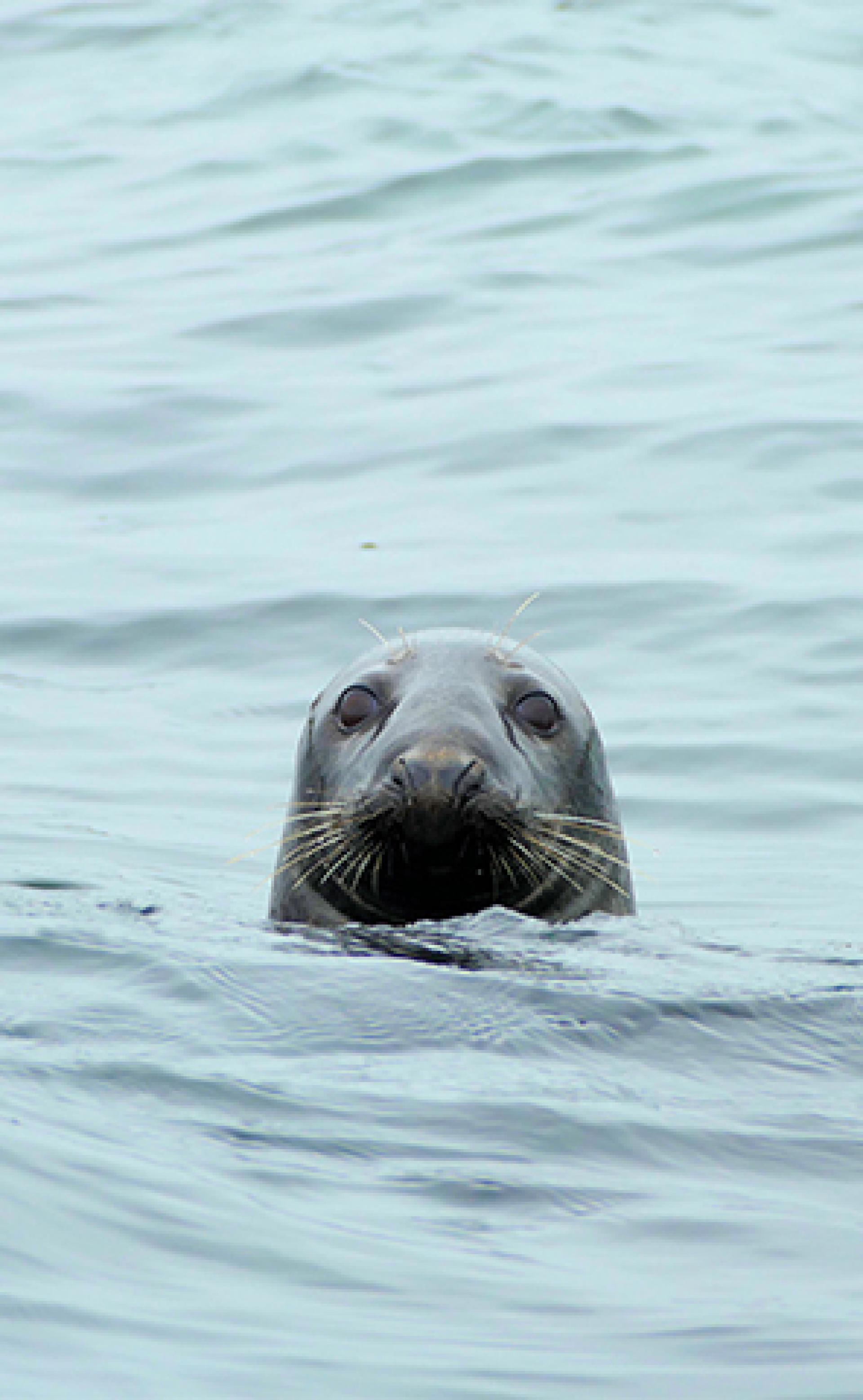 Wildlife_Grey_seal3_296x480