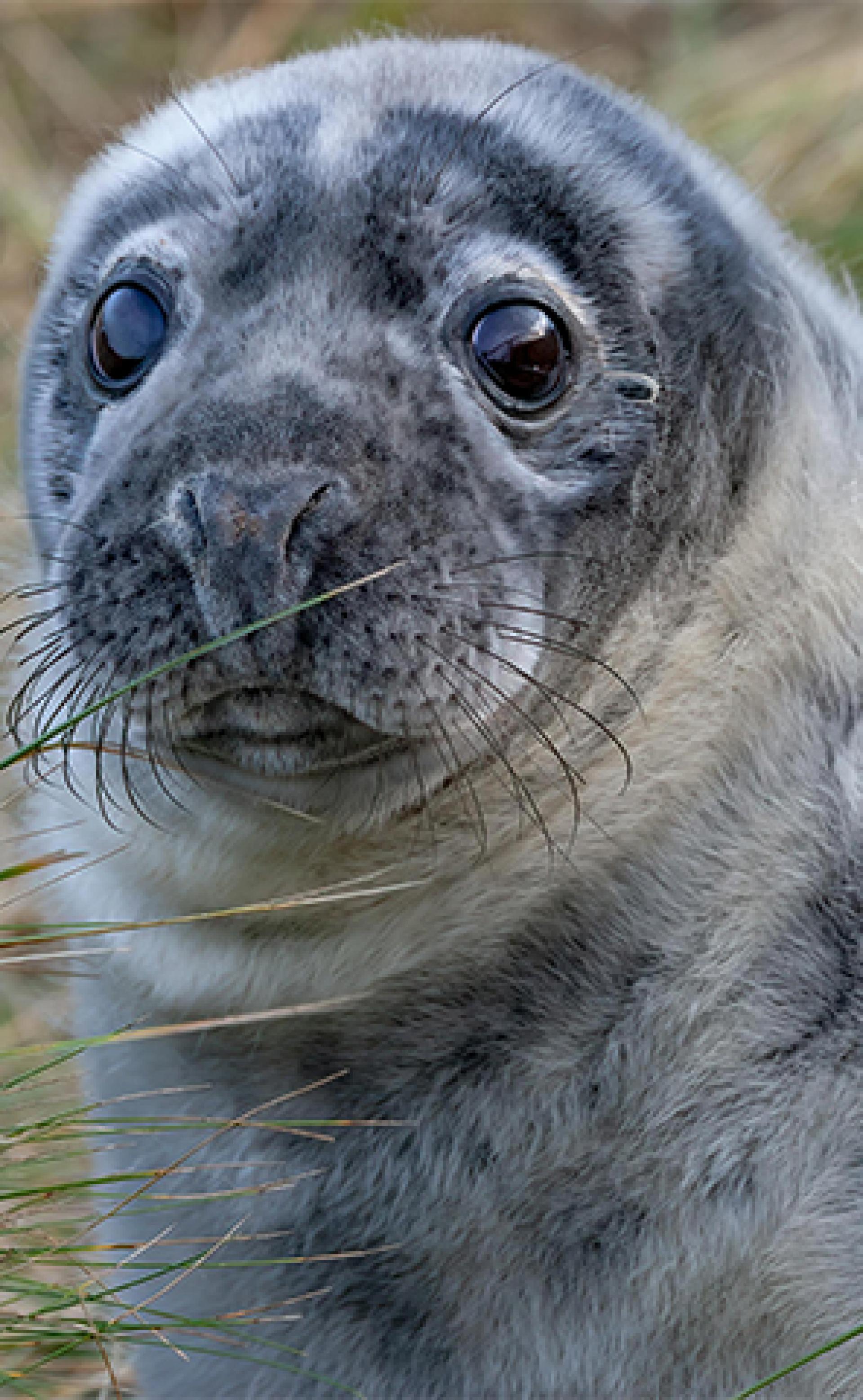 Wildlife_Grey_seal2_296x480