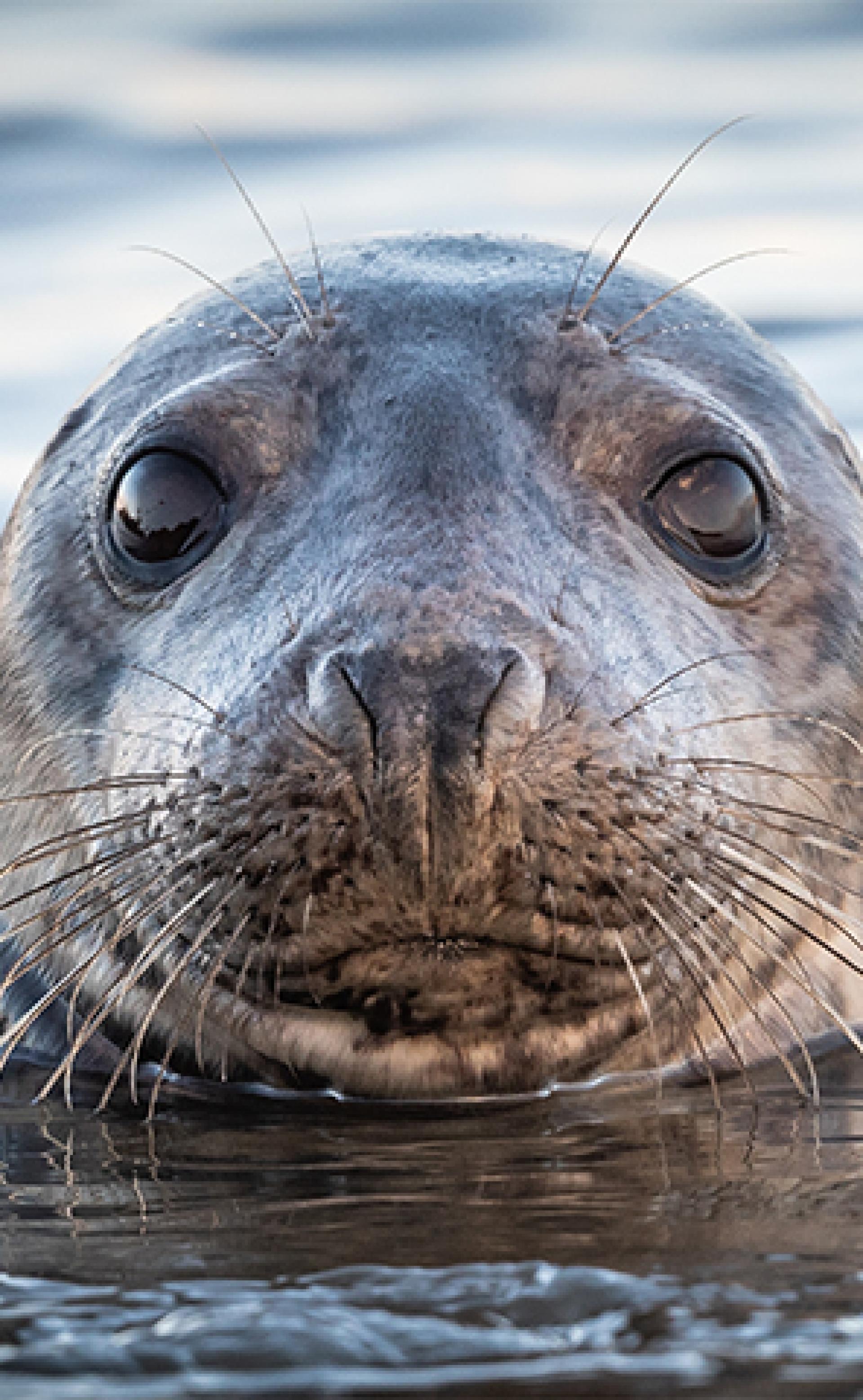 Wildlife_Grey_seal1_296x480