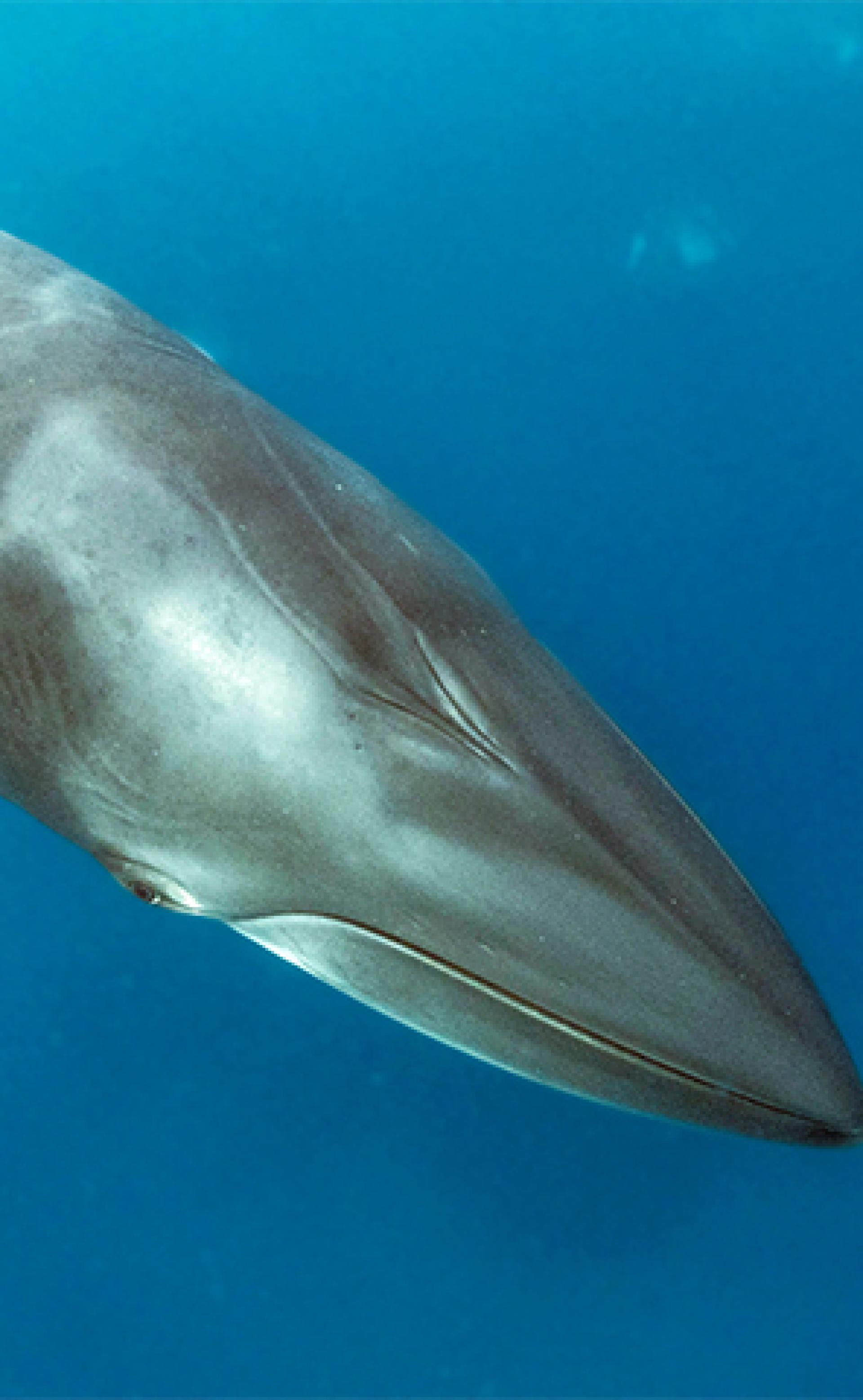 Wildlife_Minke_whale5_296x480