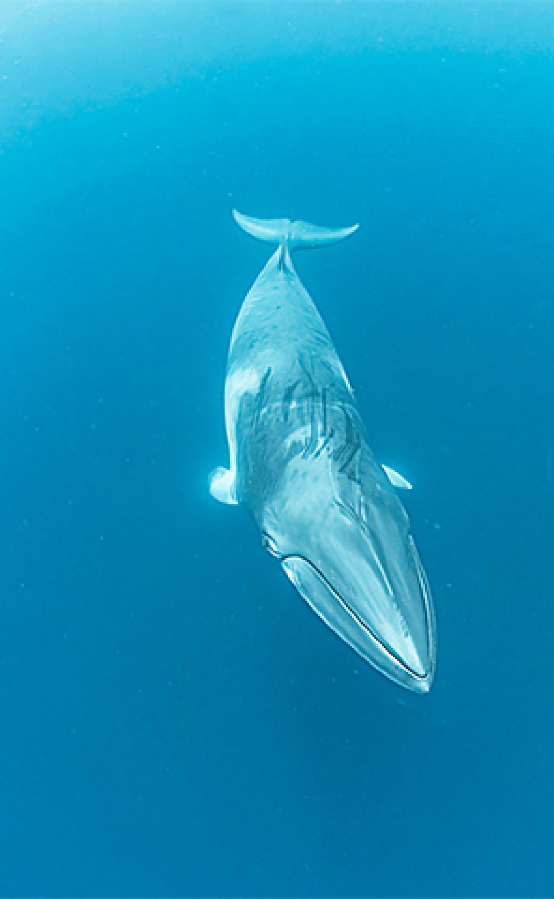 Wildlife_Minke_whale4_296x480