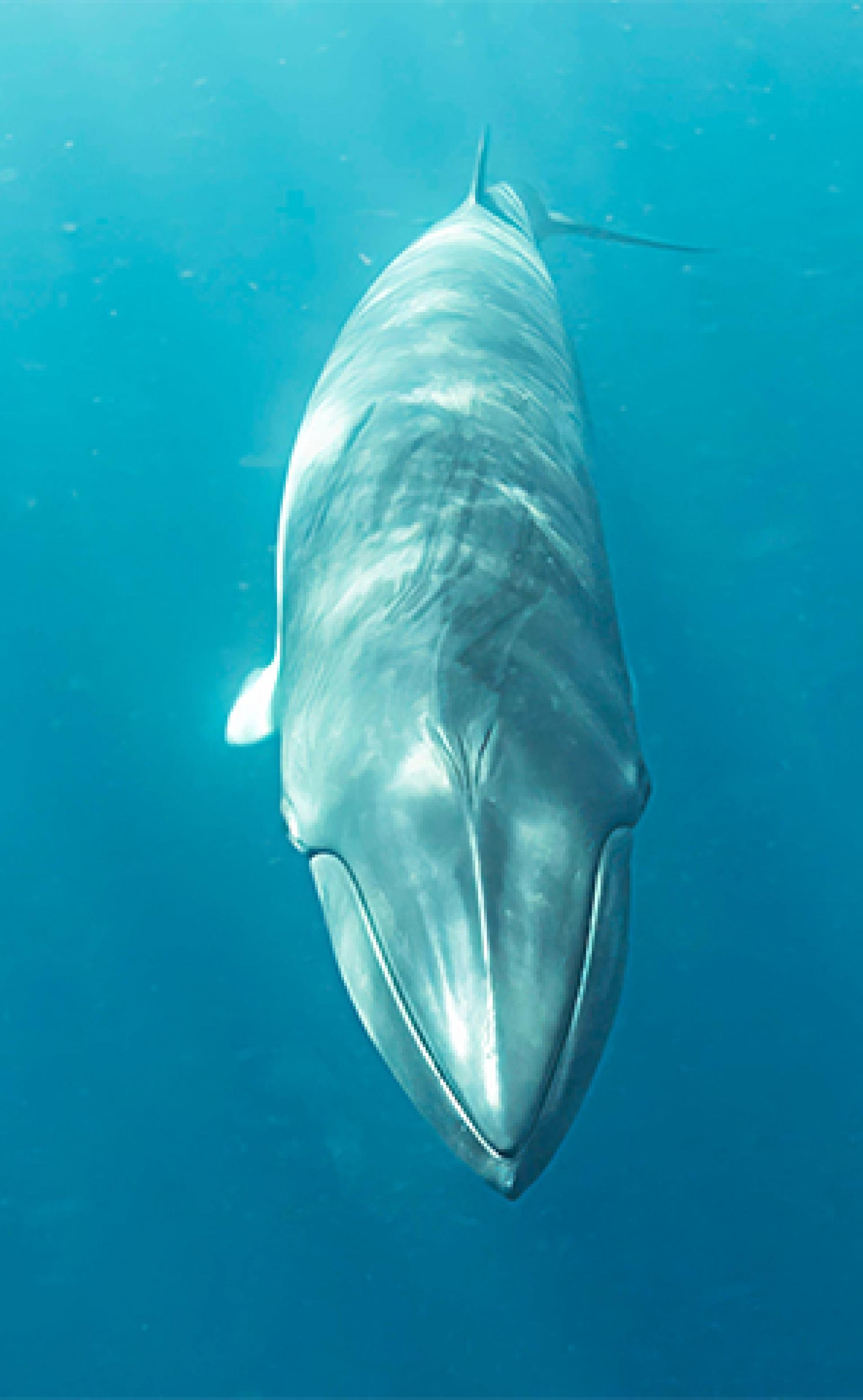 Wildlife_Minke_whale3_296x480