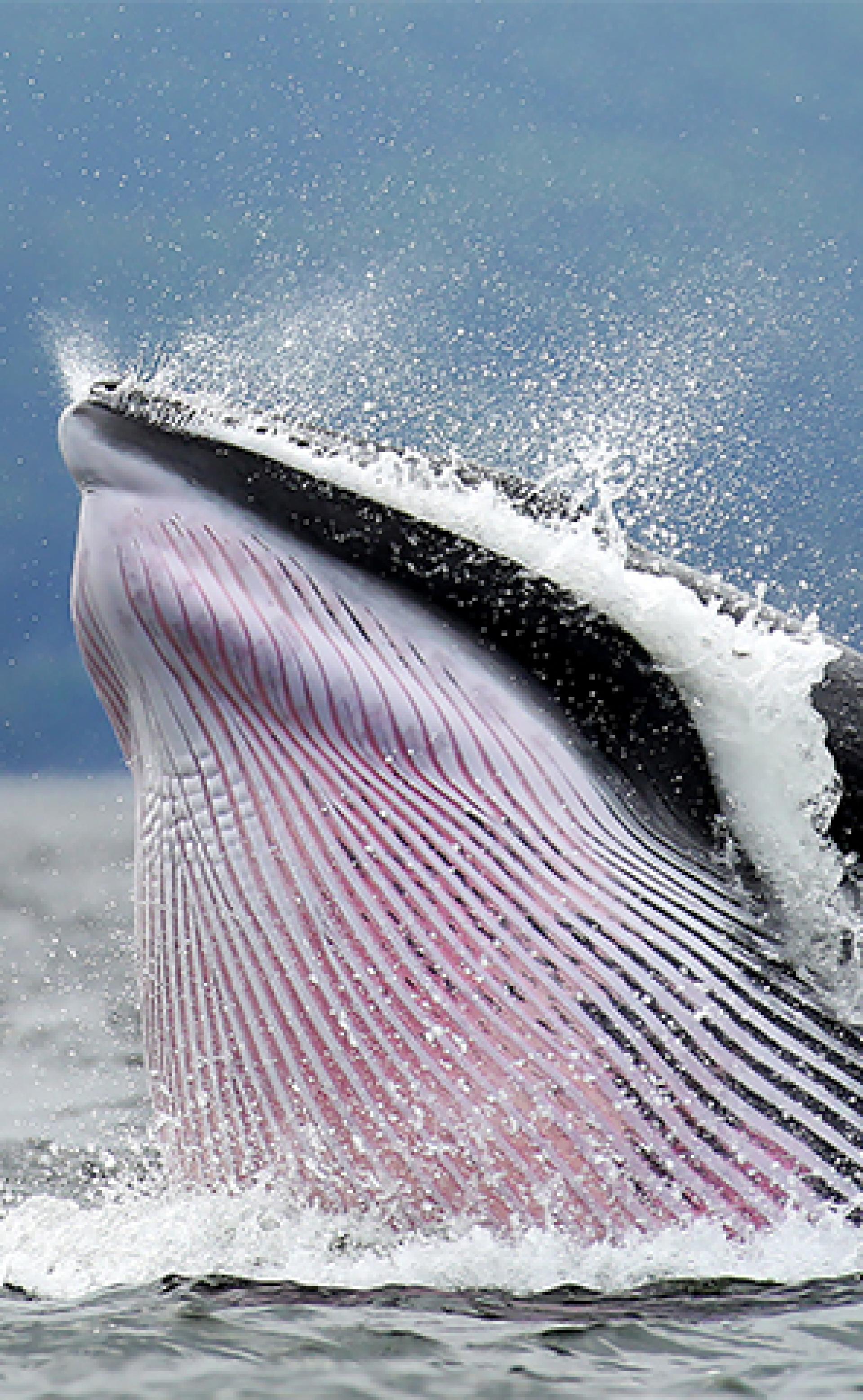 Wildlife_Minke_whale2_296x480