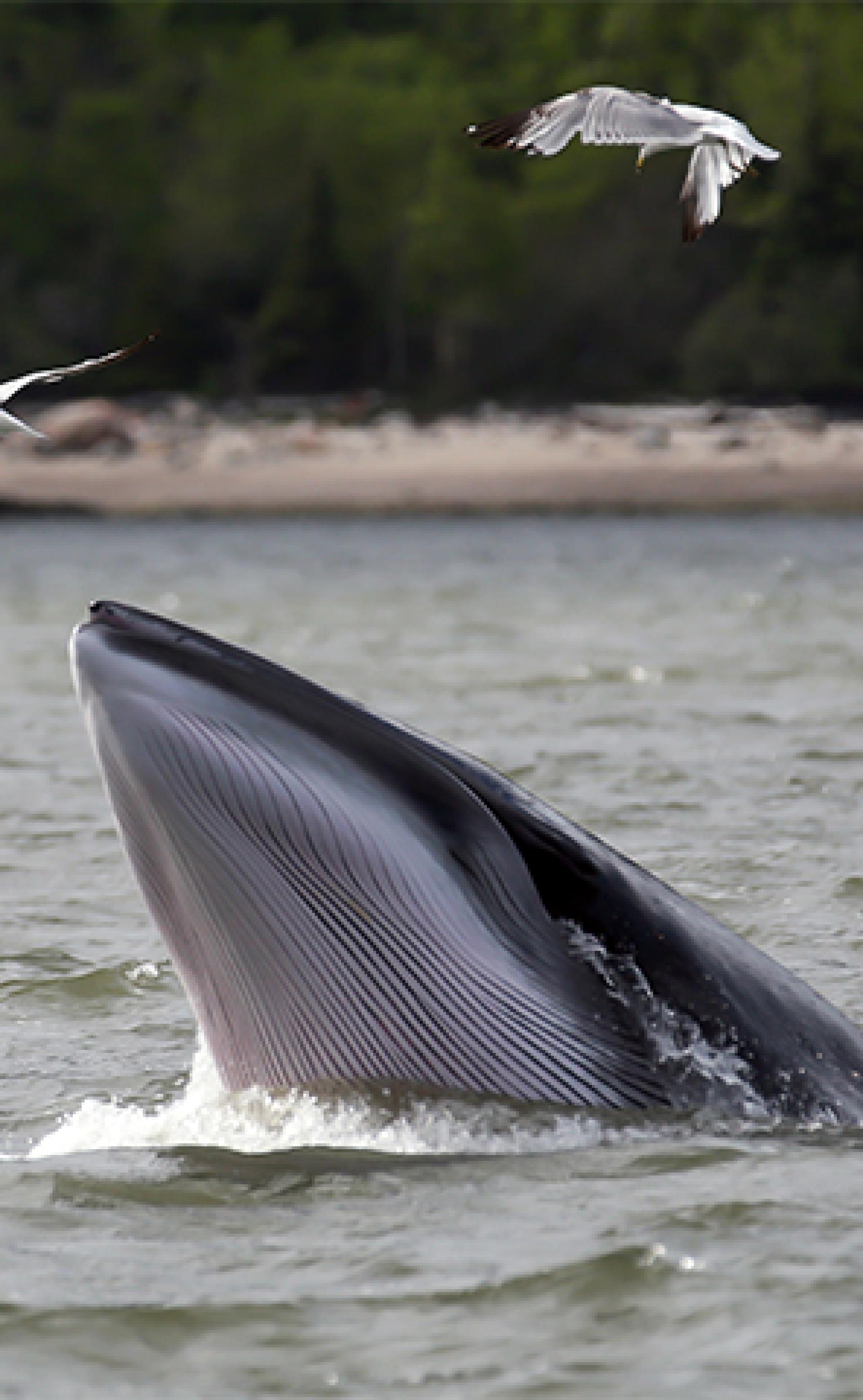 Wildlife_Minke_whale1_296x480