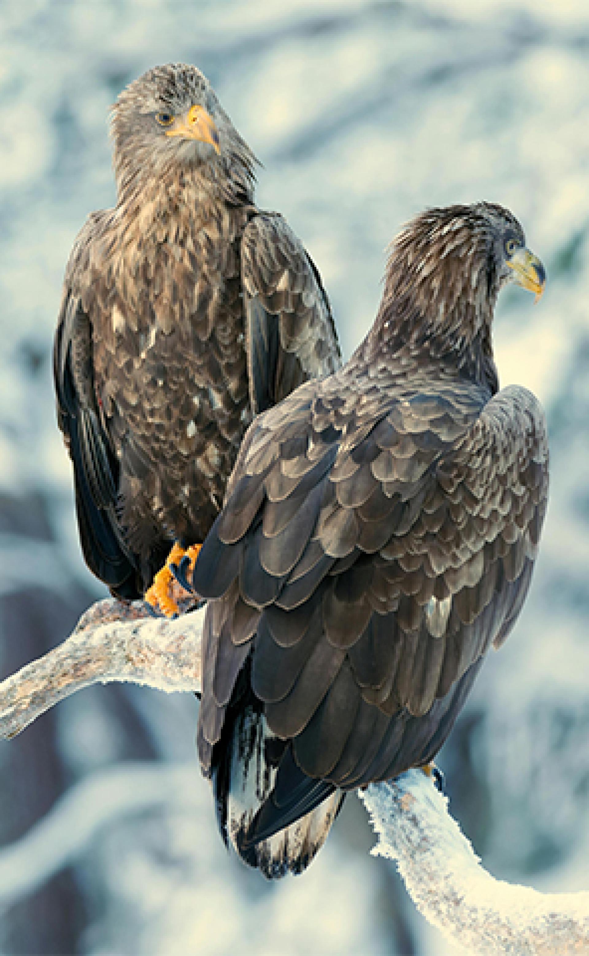 Wildlife_White-tailed_eagle5_296x480