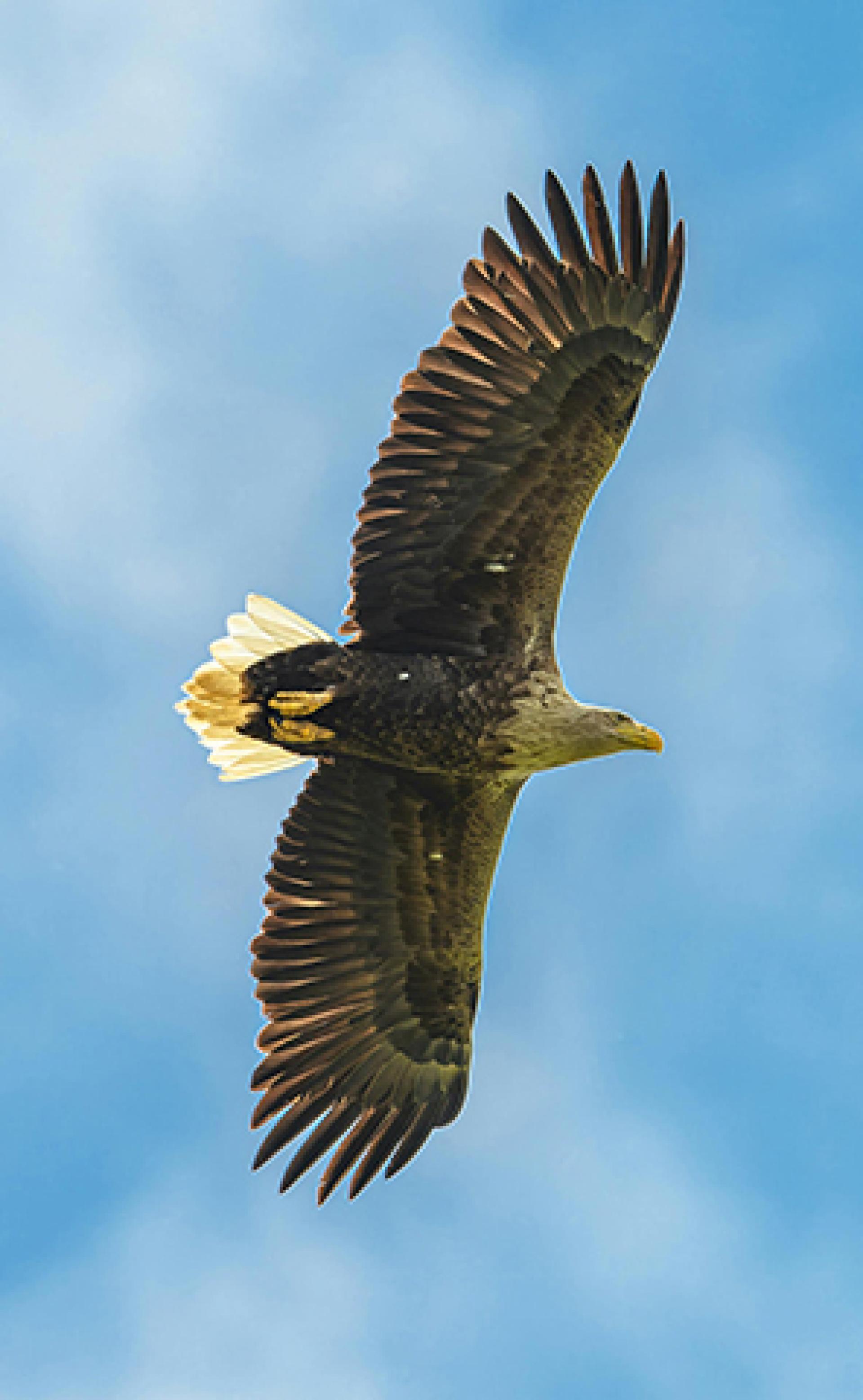Wildlife_White-tailed_eagle4_296x480