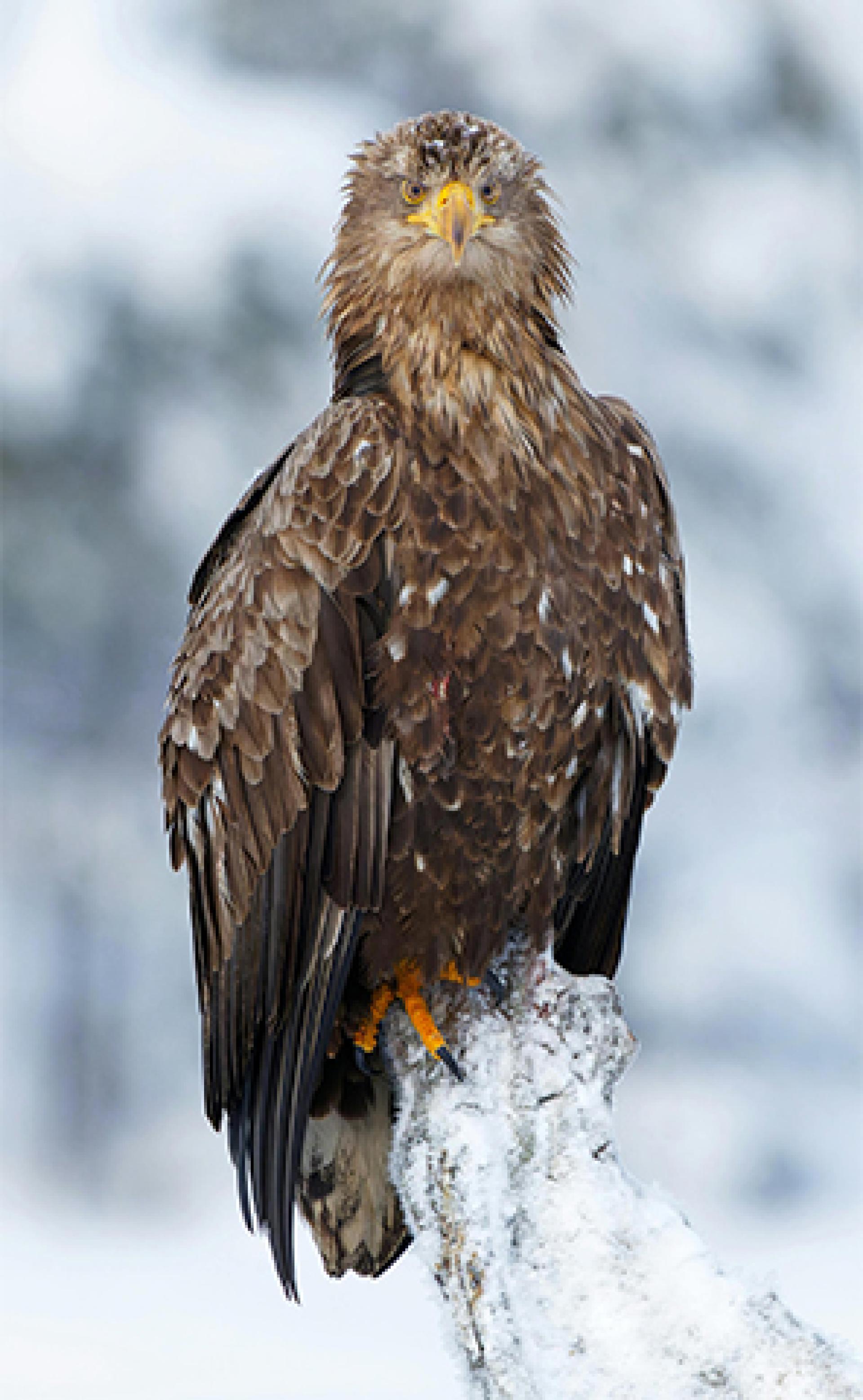 Wildlife_White-tailed_eagle3_296x480