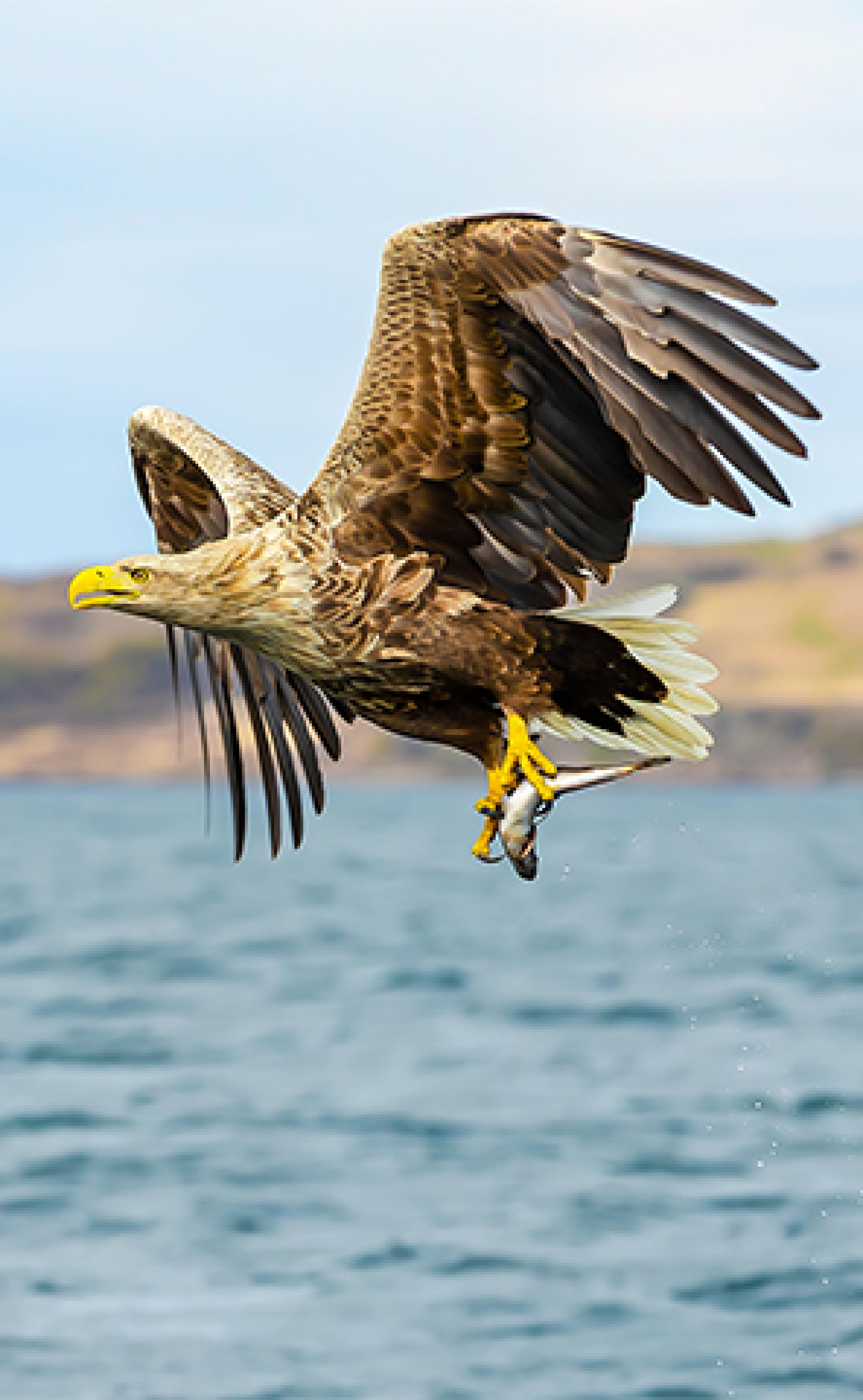 Wildlife_White-tailed_eagle2_296x480