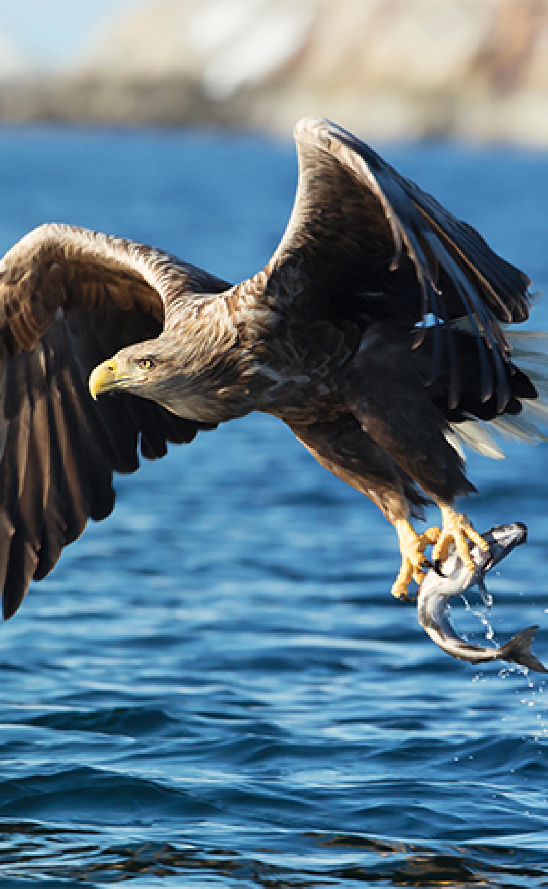 Wildlife_White-tailed_eagle1_296x480