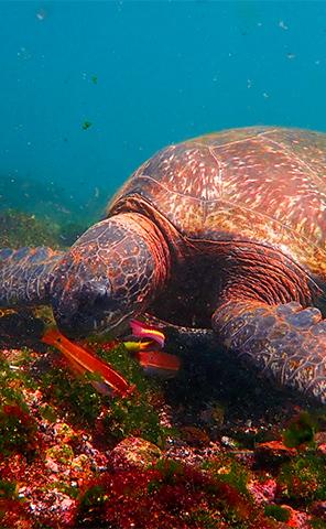 Experiences_Snorkel_4_296x480