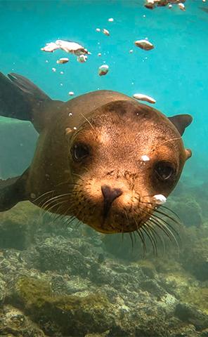 Experiences_Snorkel_3_296x480