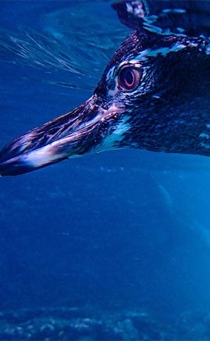 Experiences_Snorkel_2_296x480