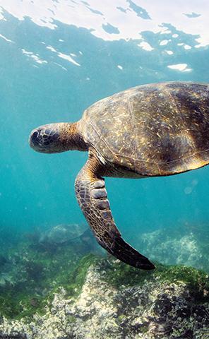 Experiences_Snorkel_1_296x480