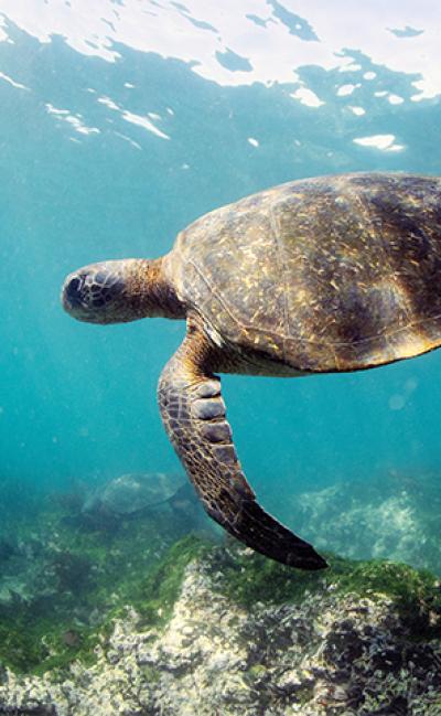 Snorkelling
