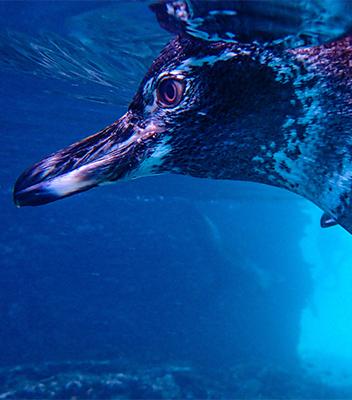 Galápagos