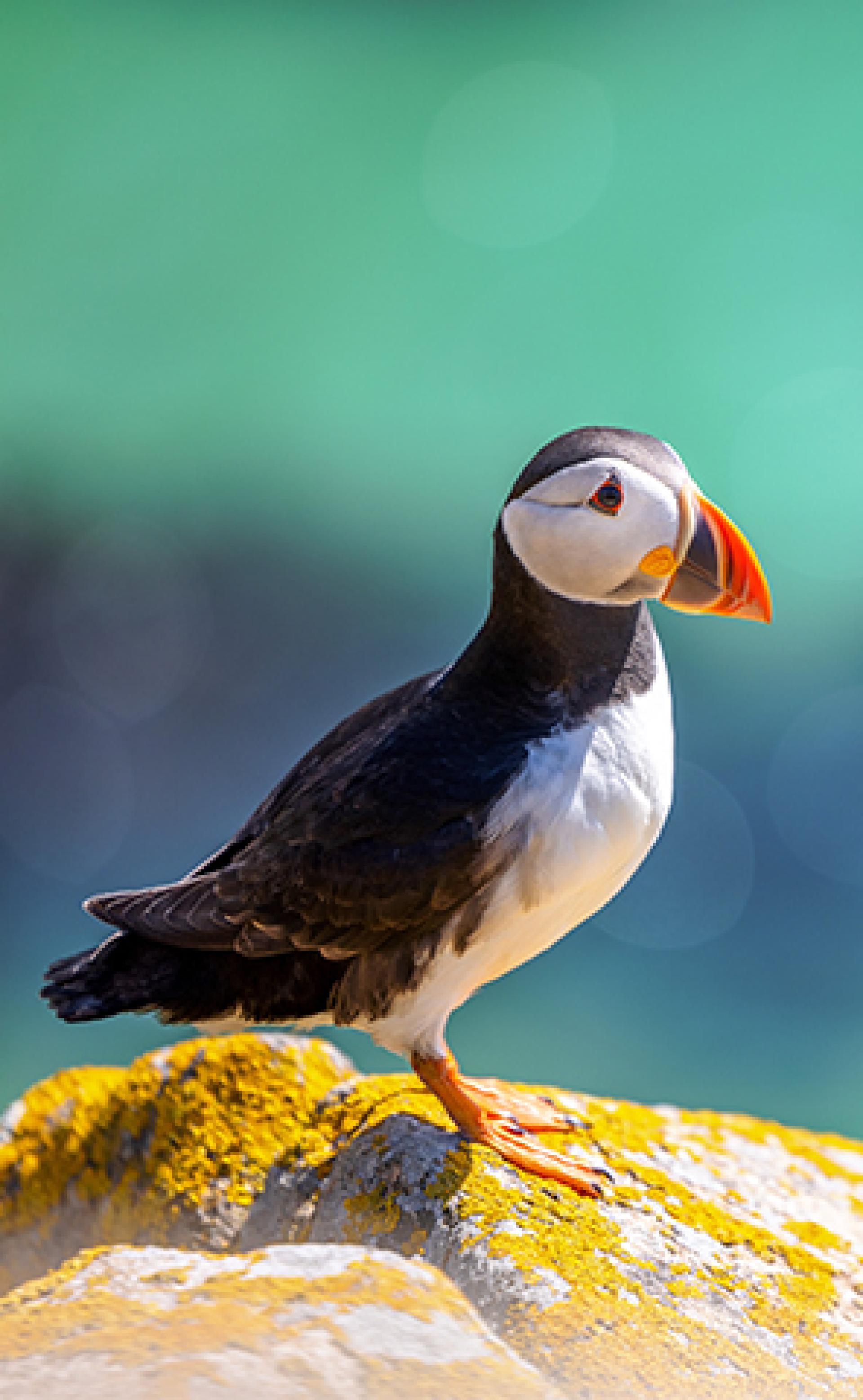 Wildlife_Atlantic_puffin1_296x480