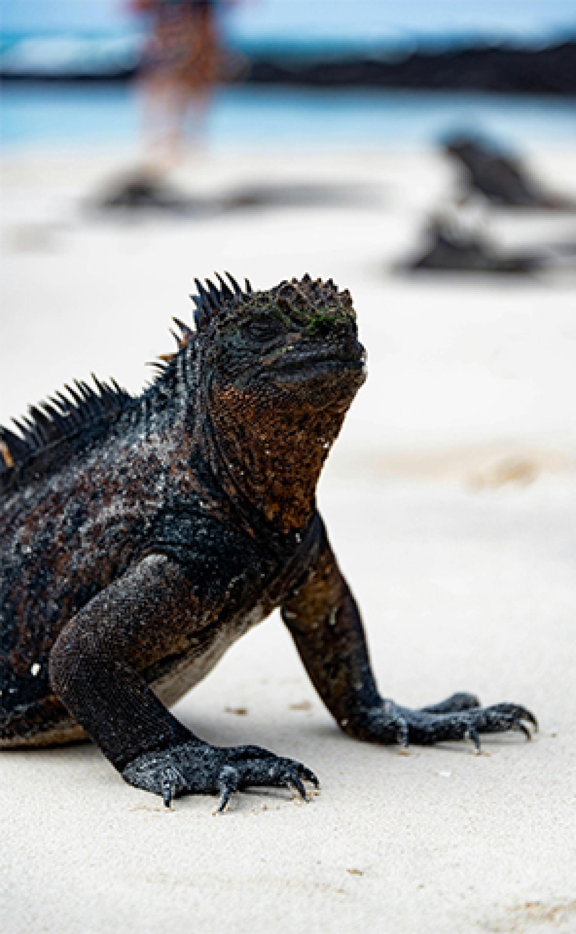 Wildlife_Marine_iguana4_296x480