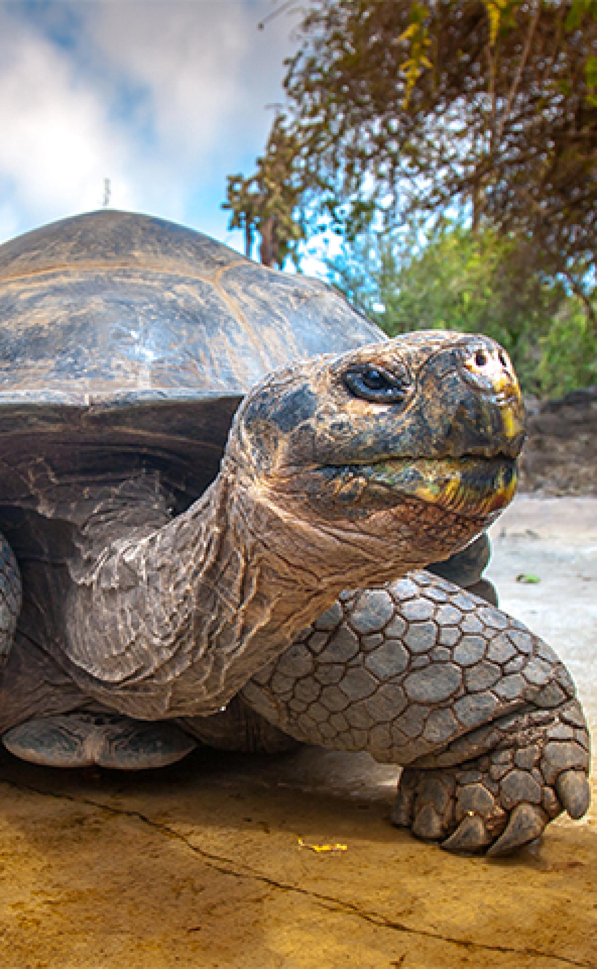 Wildlife_Galapagos_tortoise-1_296x480