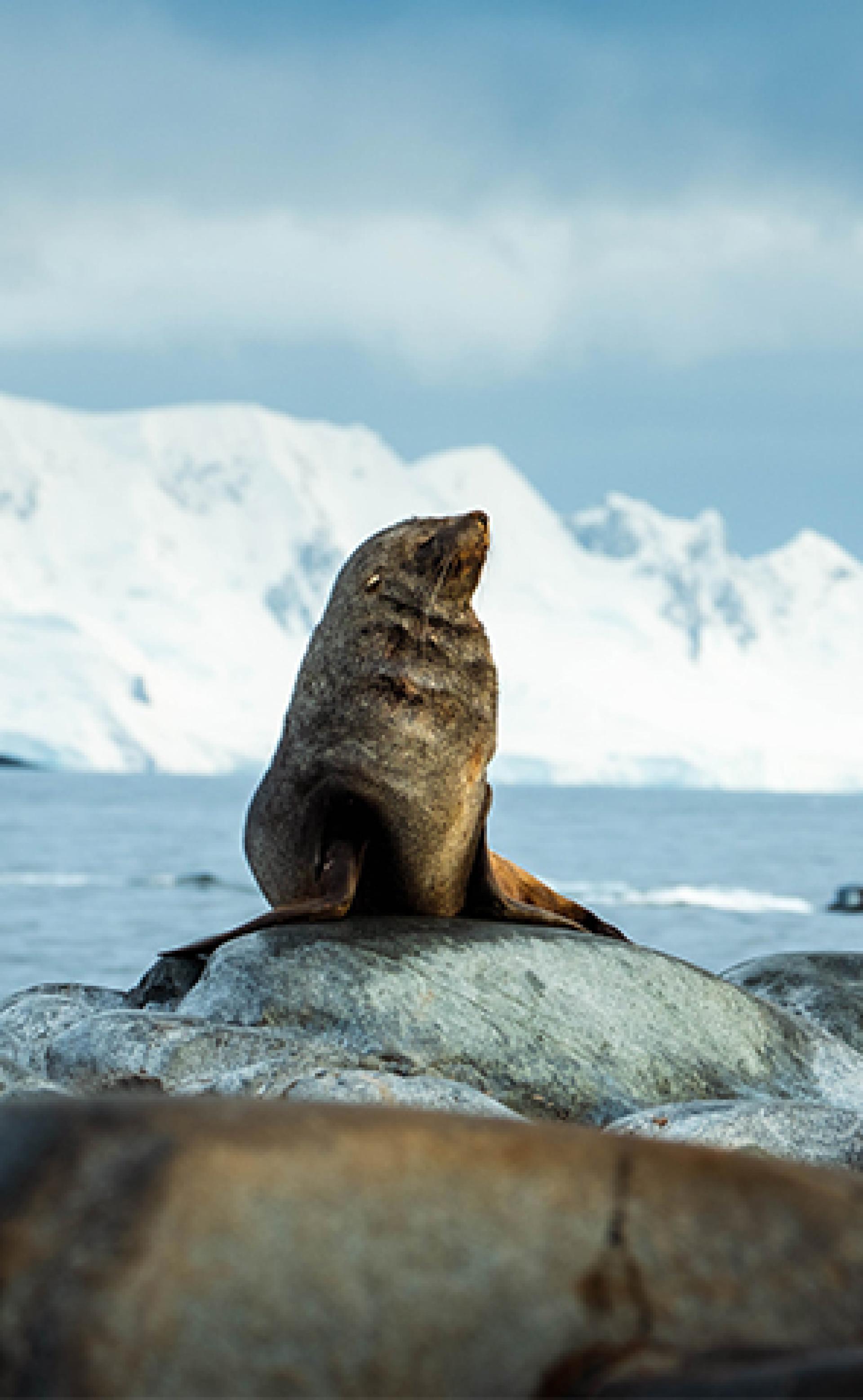 Wildlife_Antarctic-fur-seal5_296x480