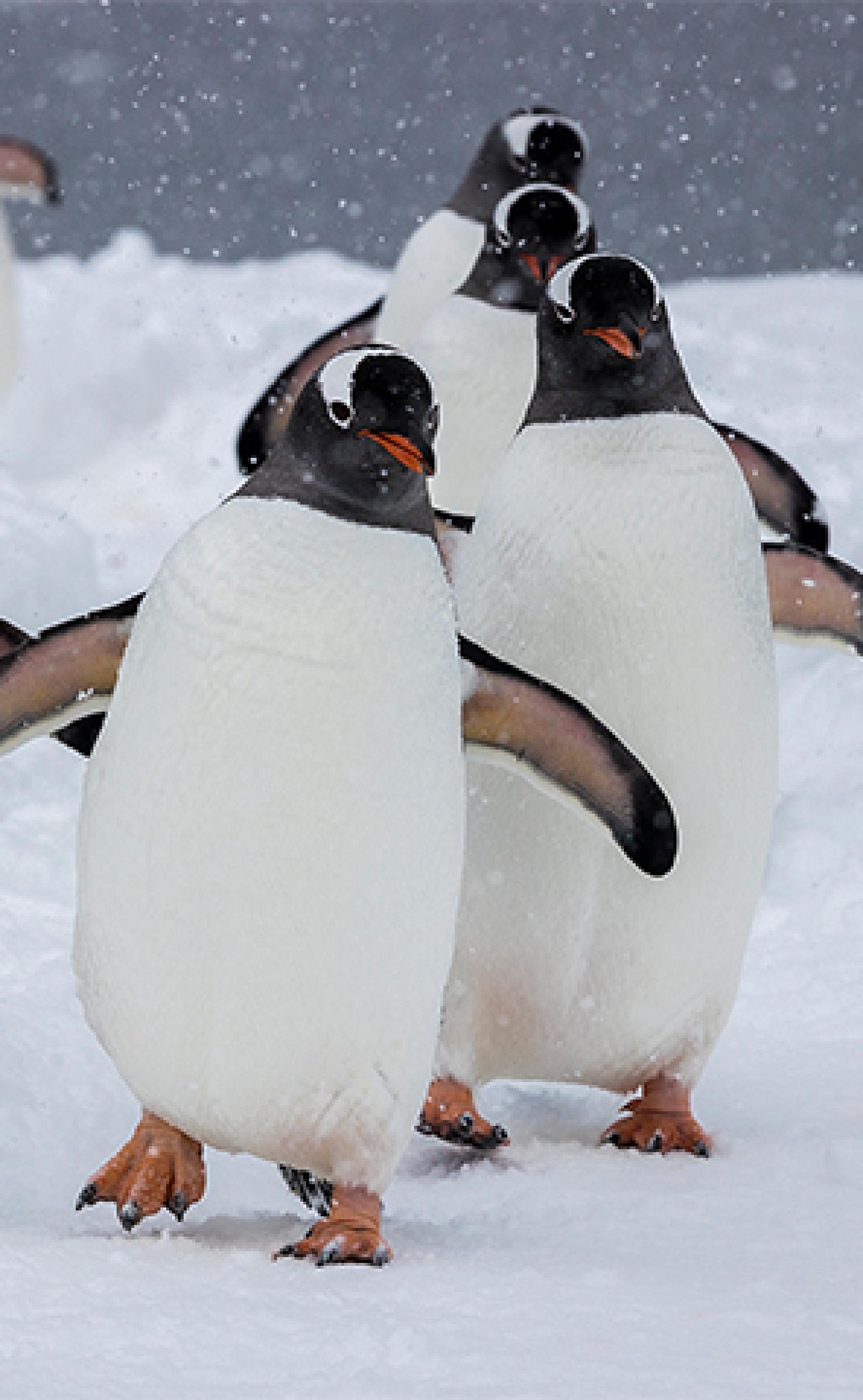 Wildlife_Gentoo-Penguin5_296x480