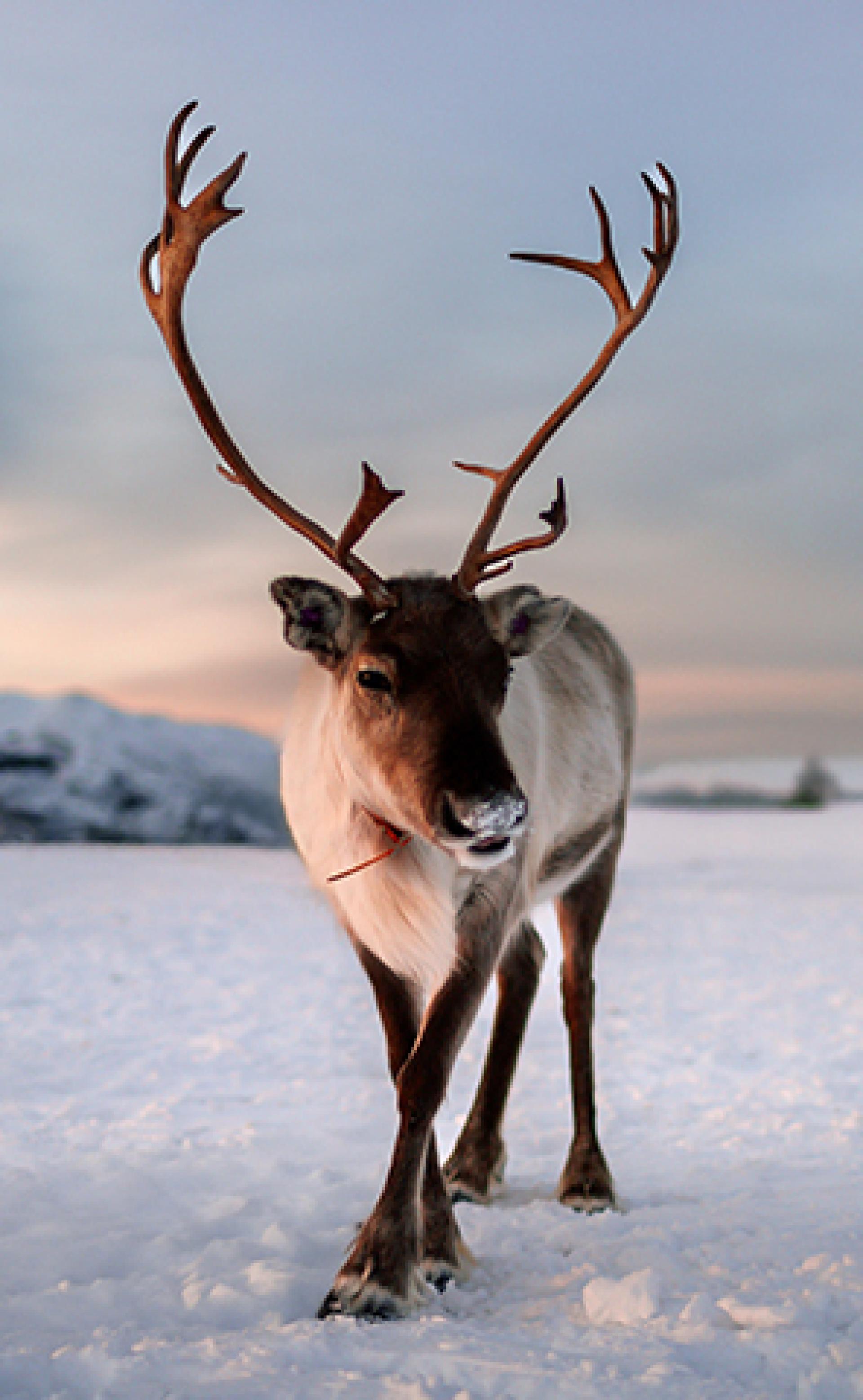 Wildlife_Arctic-Reindeer2_296x480