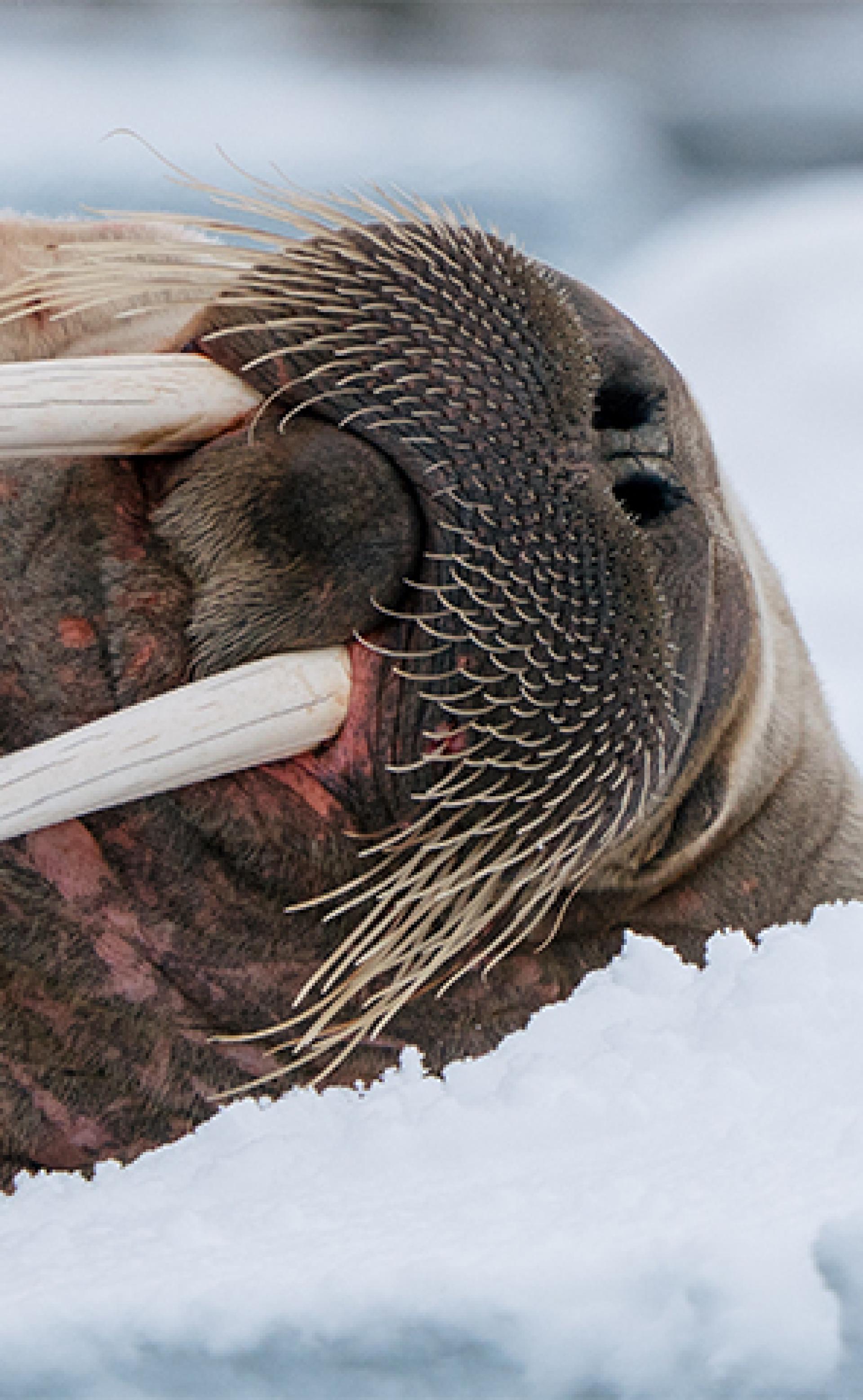 Wildlife_Walrus4_296x480