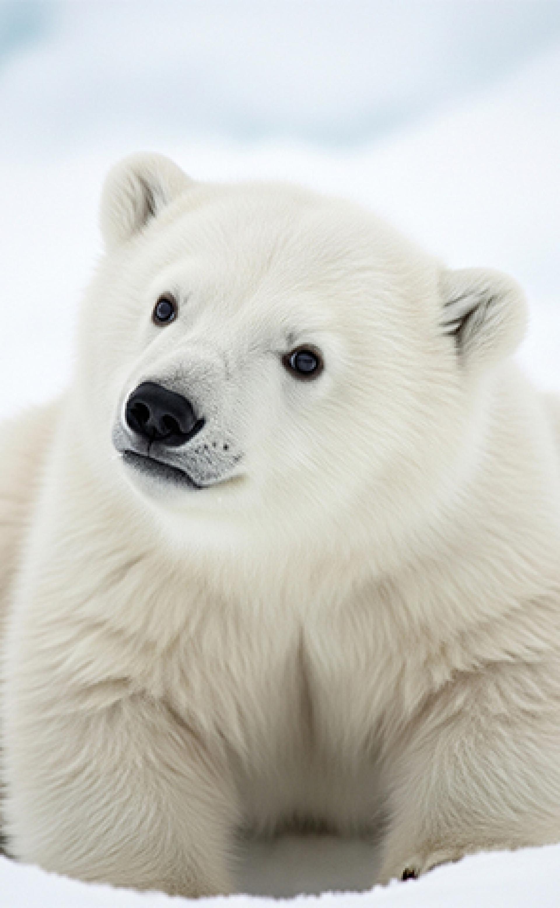 Wildlife_PolarBear1_296x480