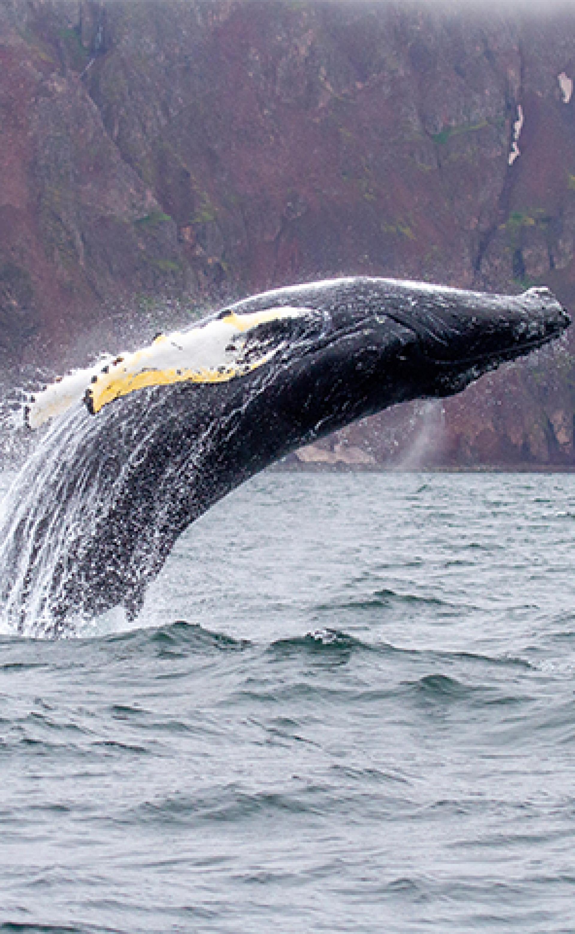 Wildlife_Humpback-whale3_296x480