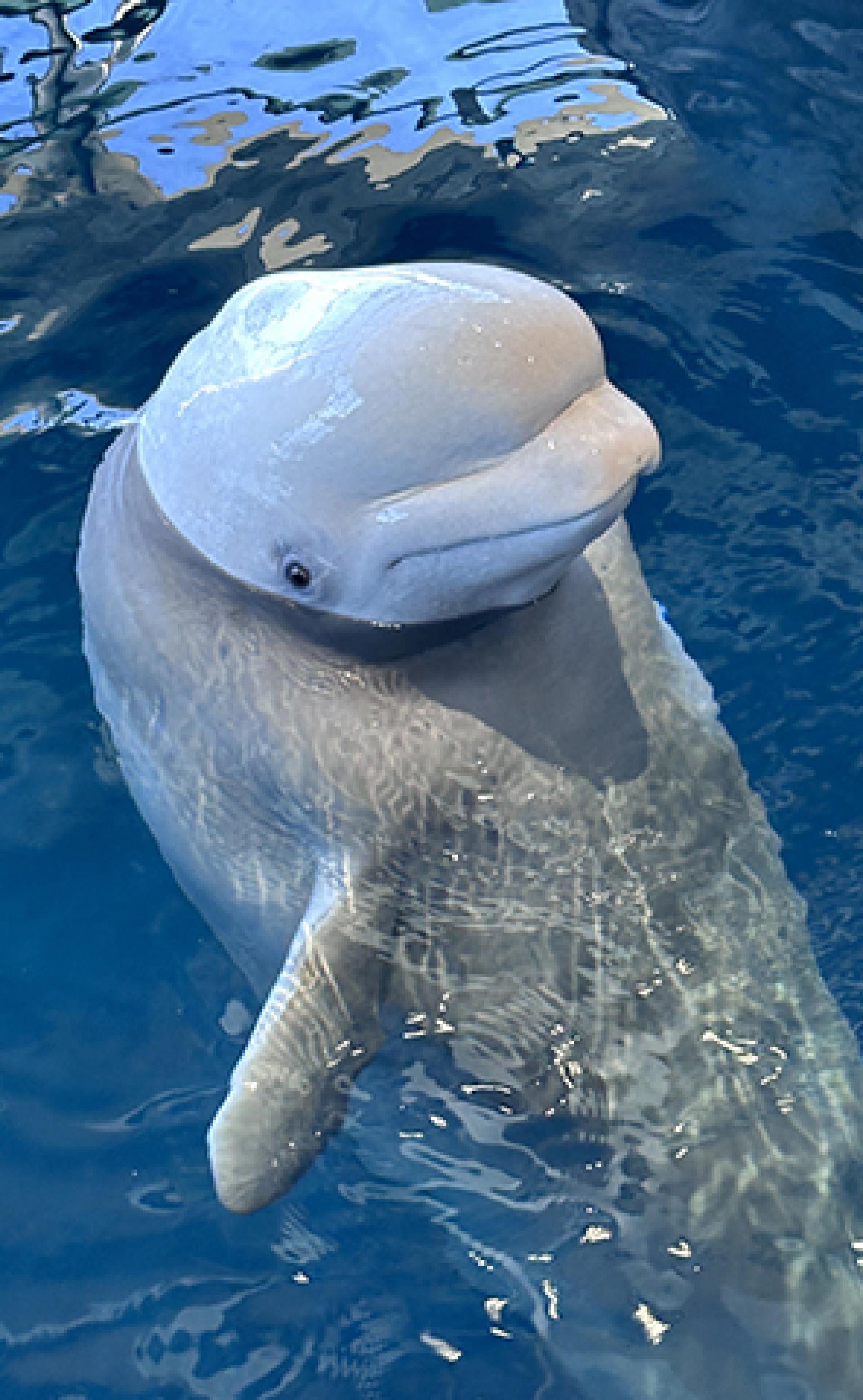 Wildlife_Beluga-whale4_296x480